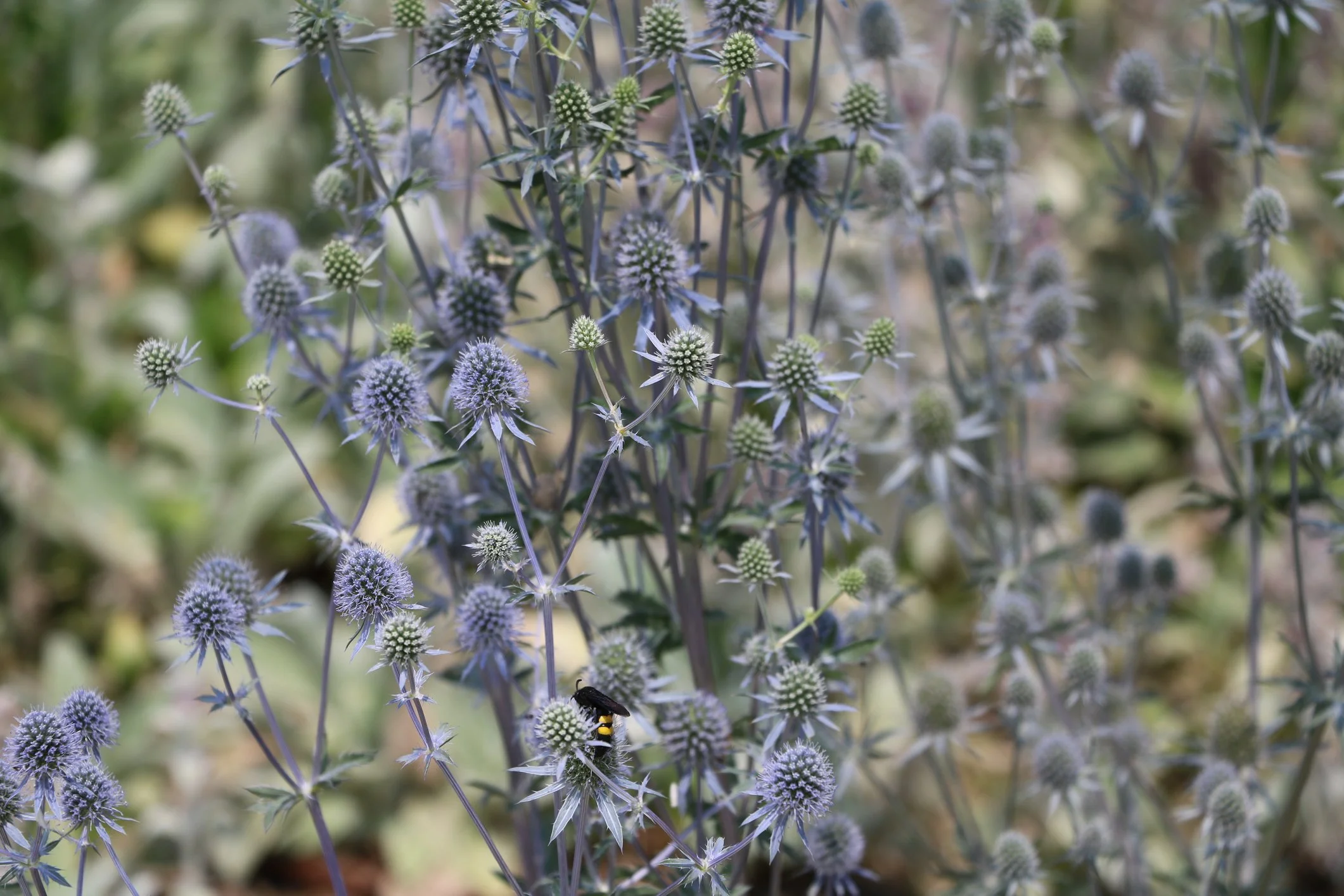 Eryngium planum 'Blue Hobbit'