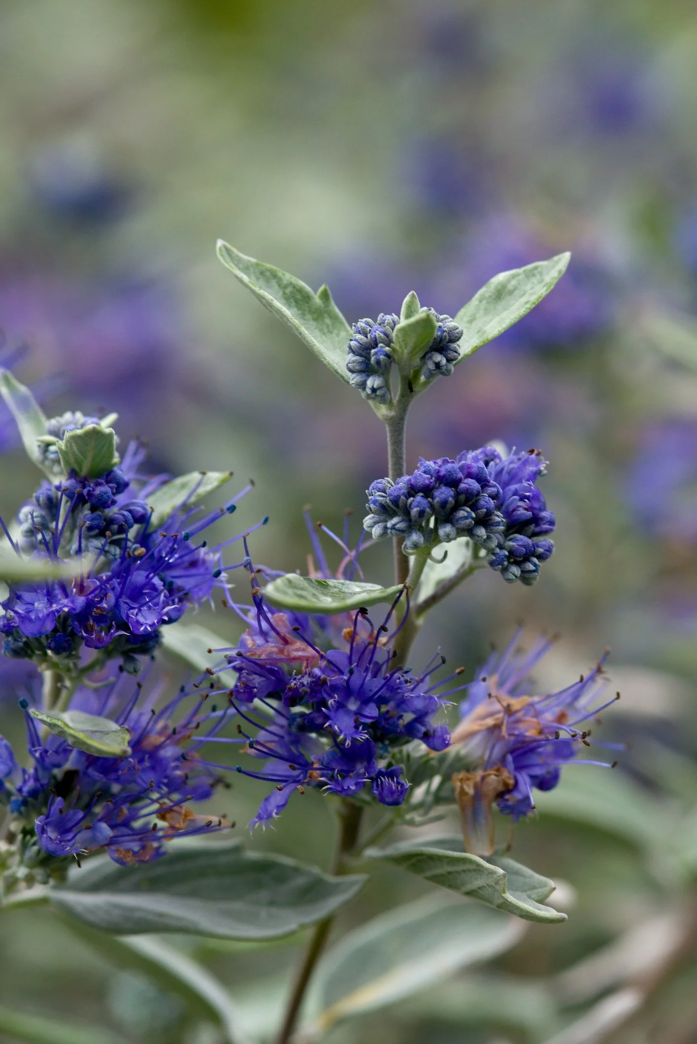 Caryopteris x clandonensis ‘Sterling Silver’