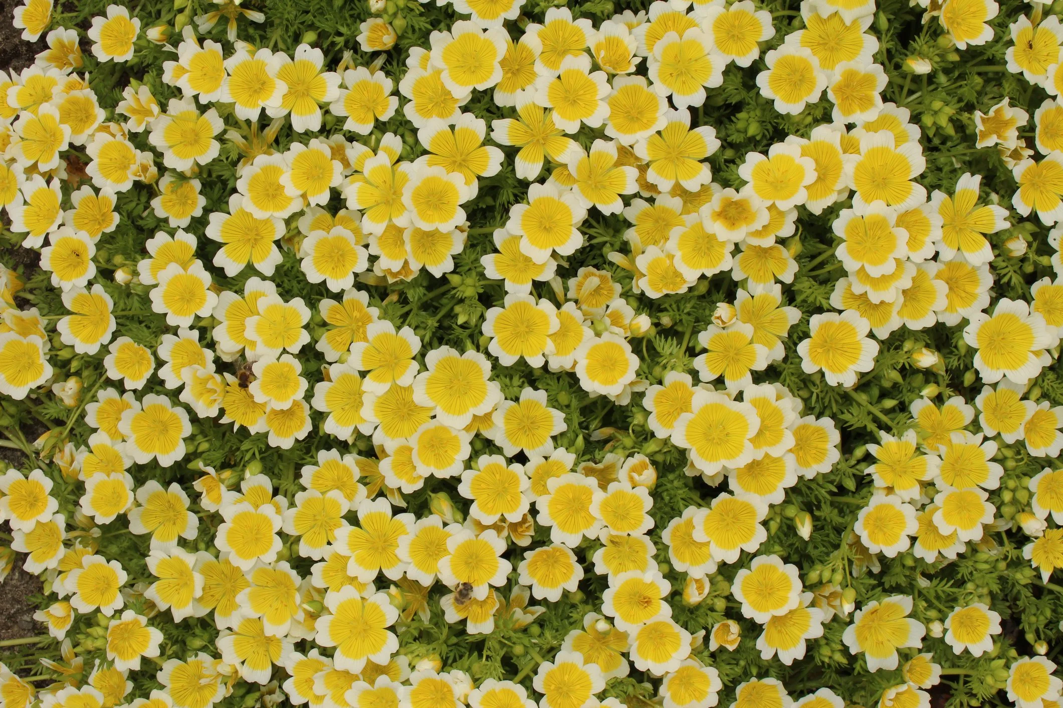 Arenaria montana 'Summer Lemon'