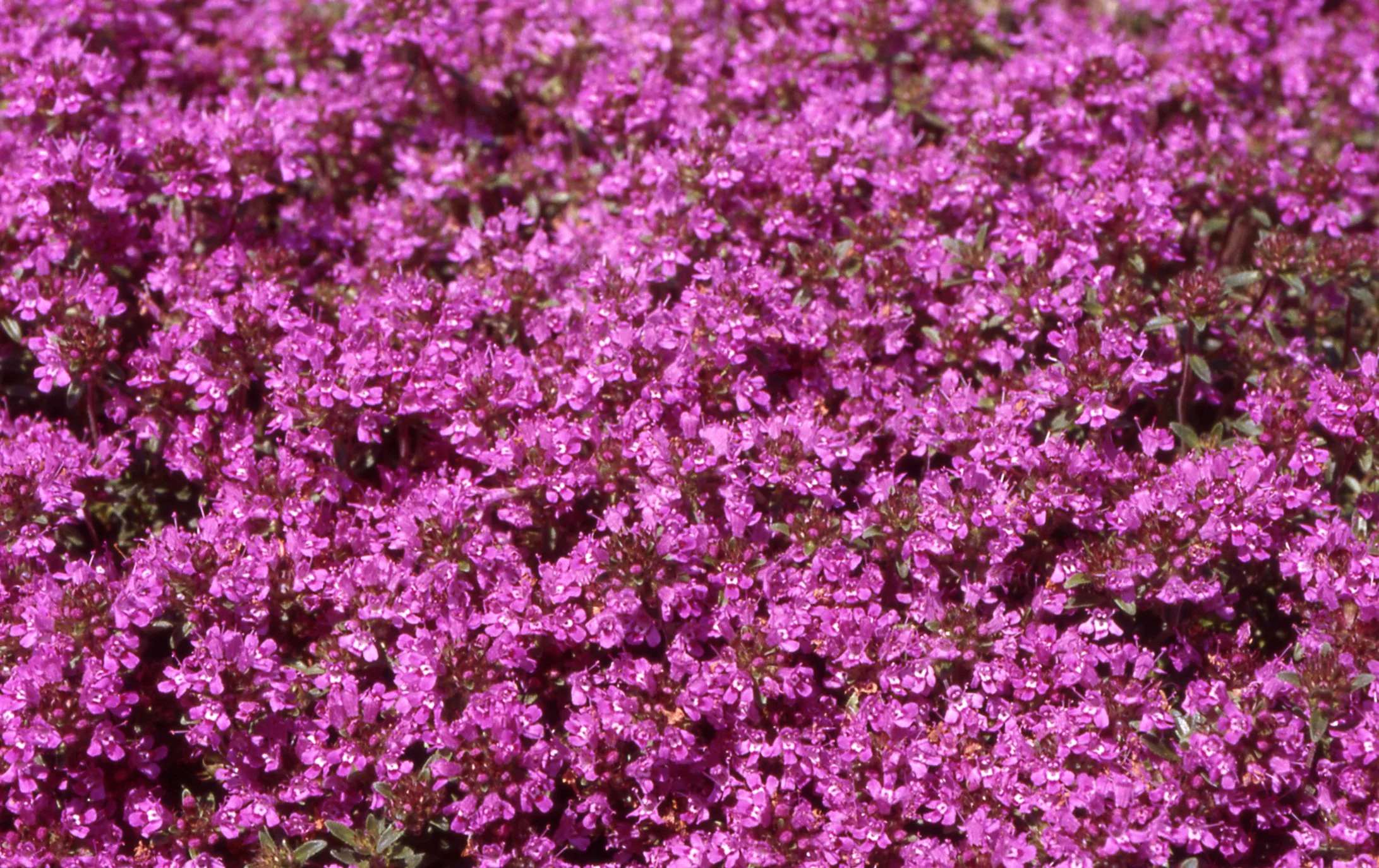 Thymus Coccineus Group