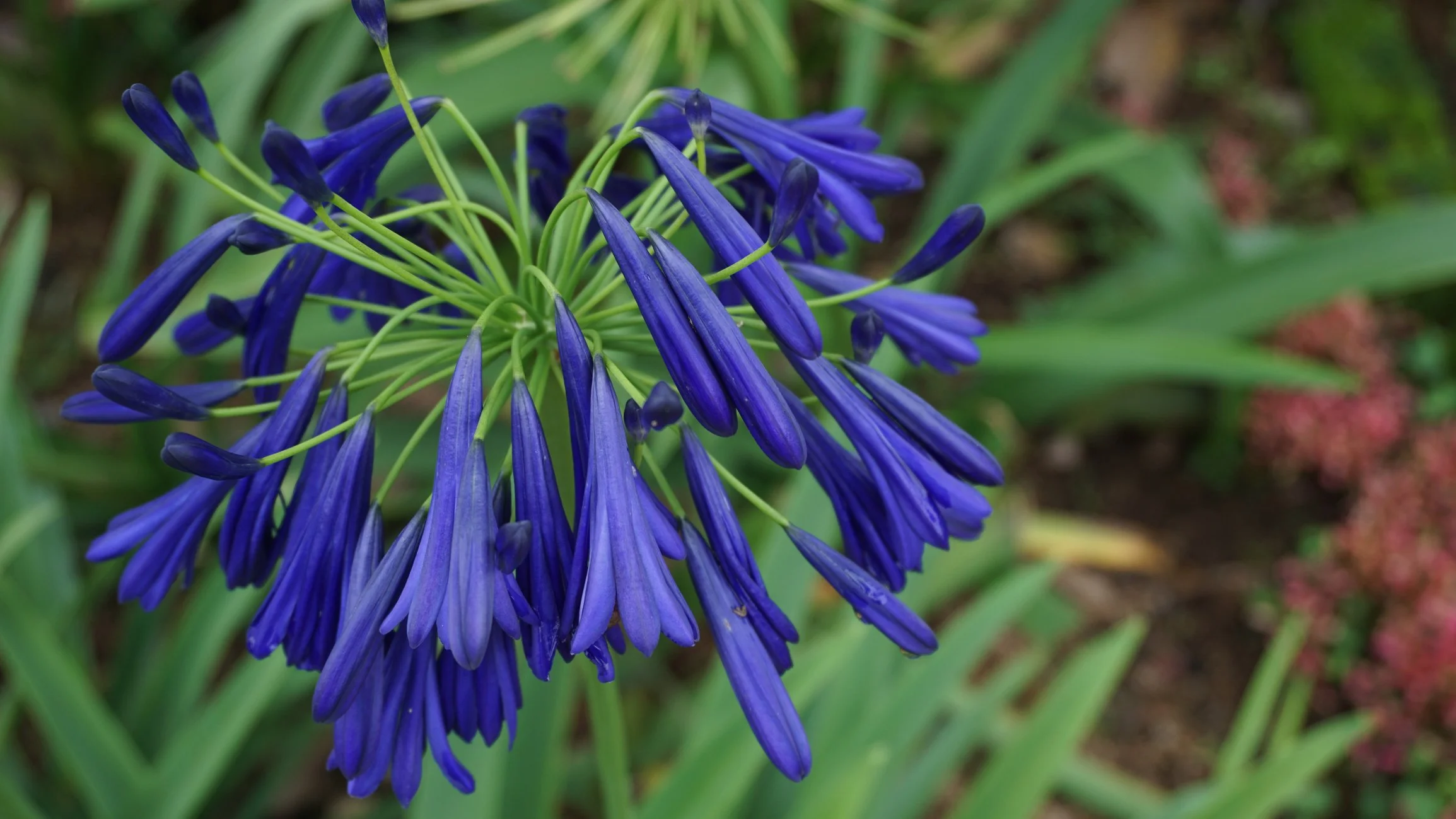 Agapanthus ‘Navy Blue’