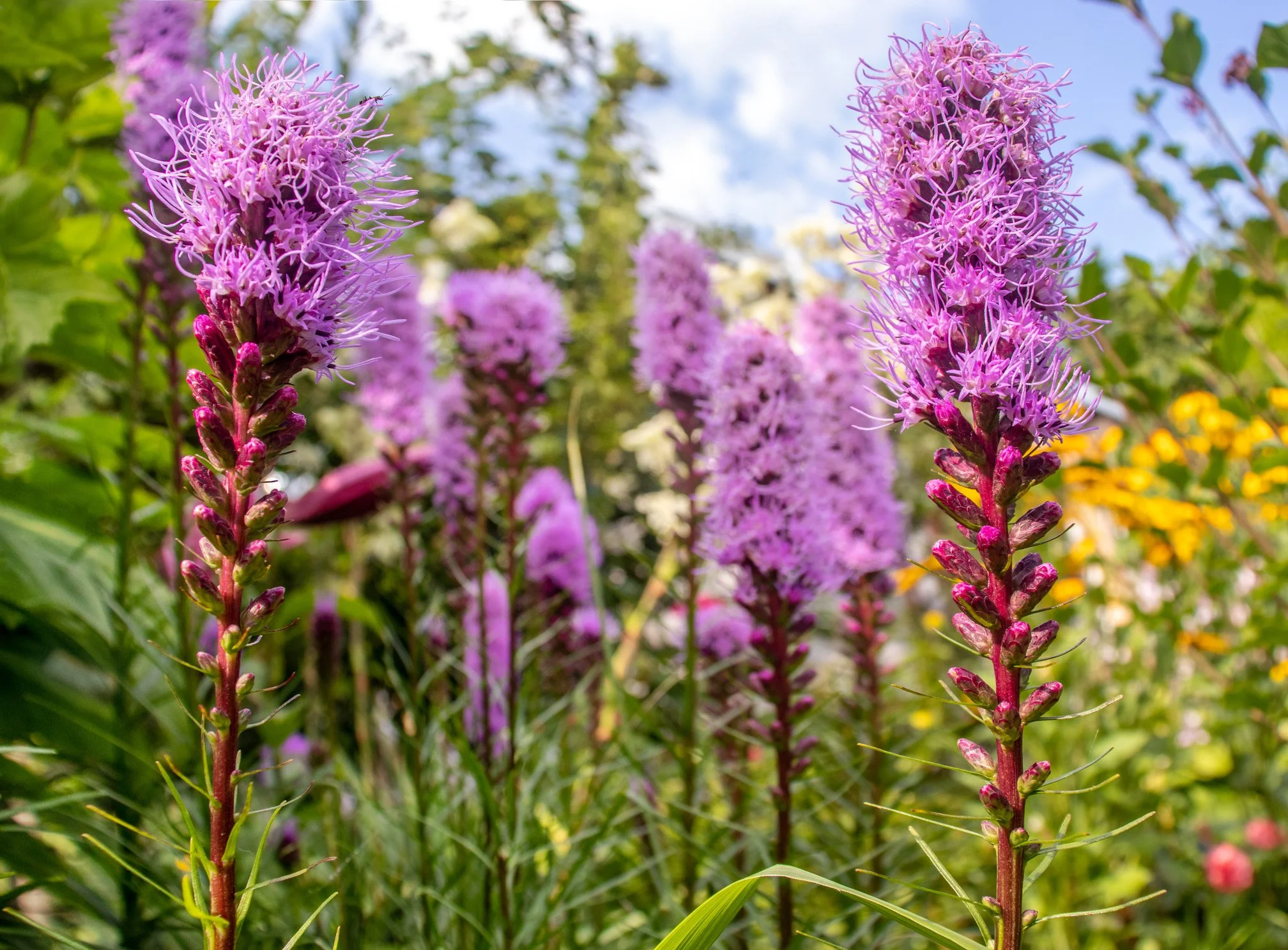Liatris spicata 'Kobold'