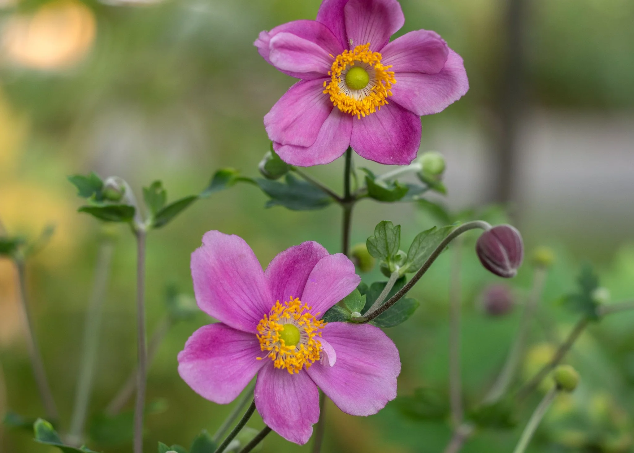 Anemone hupehensis 'Splendens'