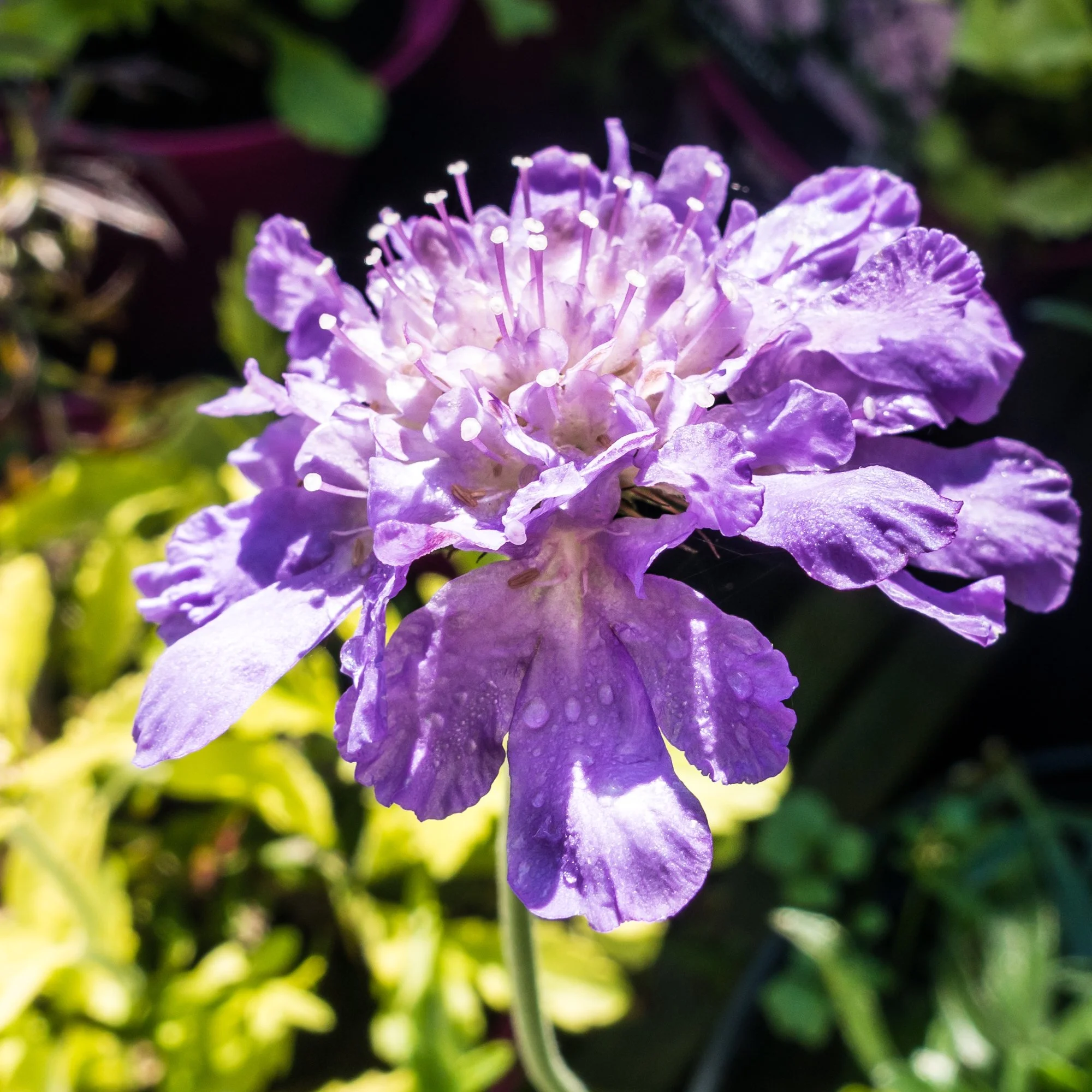 Scabiosa columbaria 'Flutter Violet'