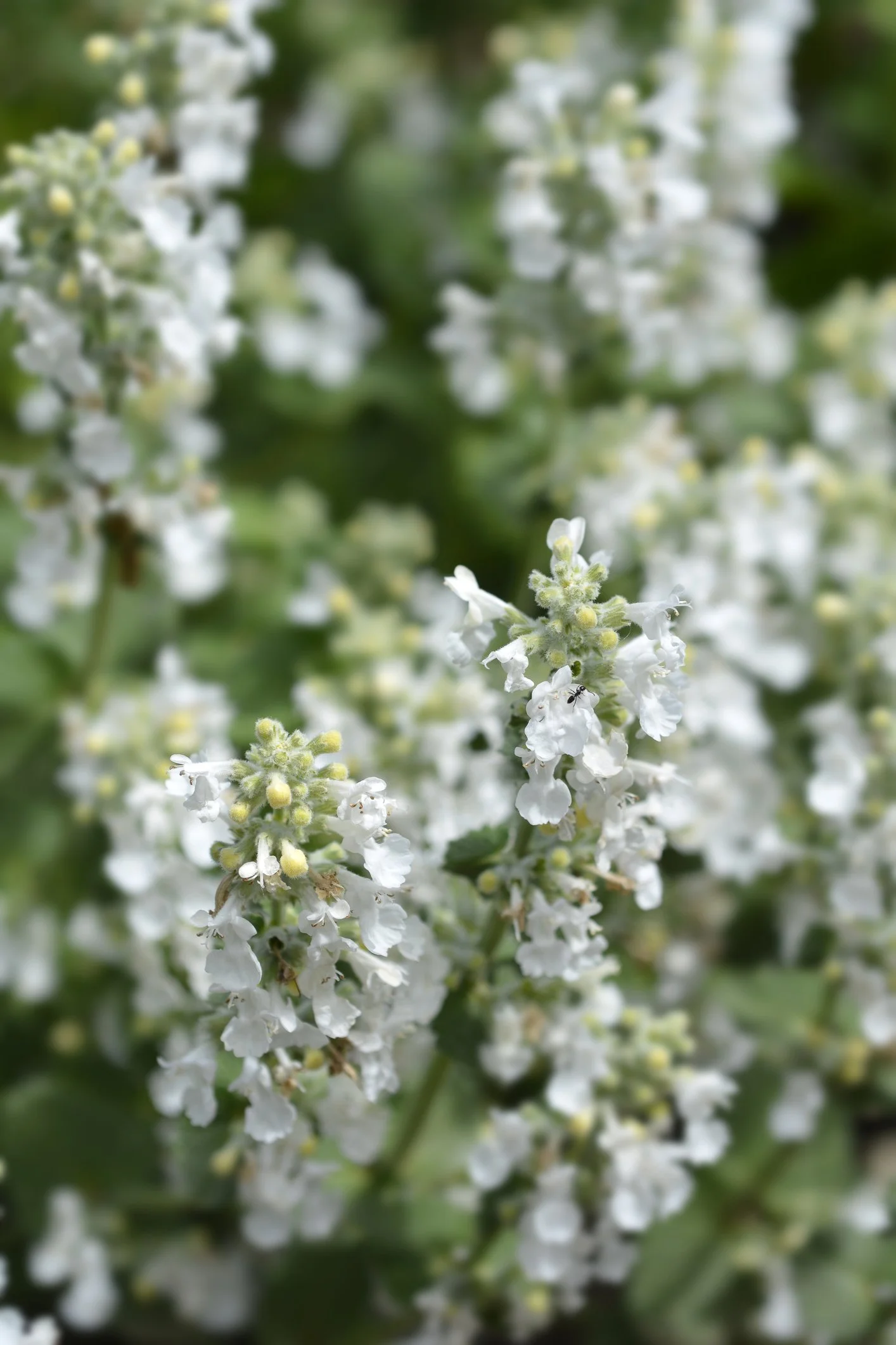 Nepeta racemosa 'Snowflake'
