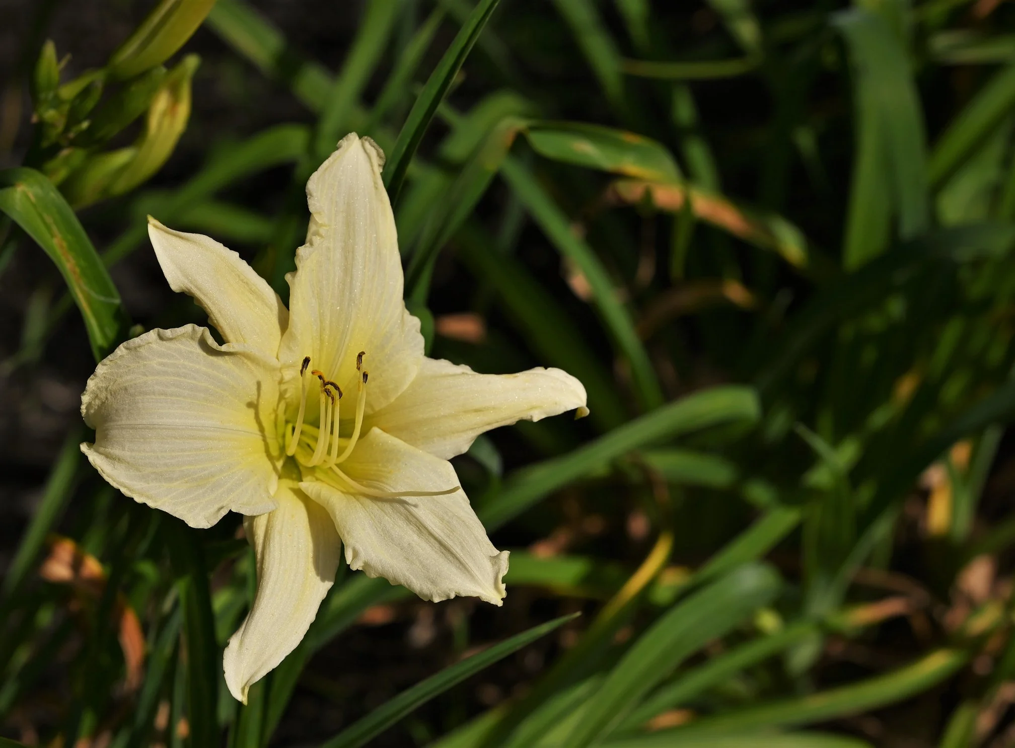 Hemerocallis 'Mini Pearl'
