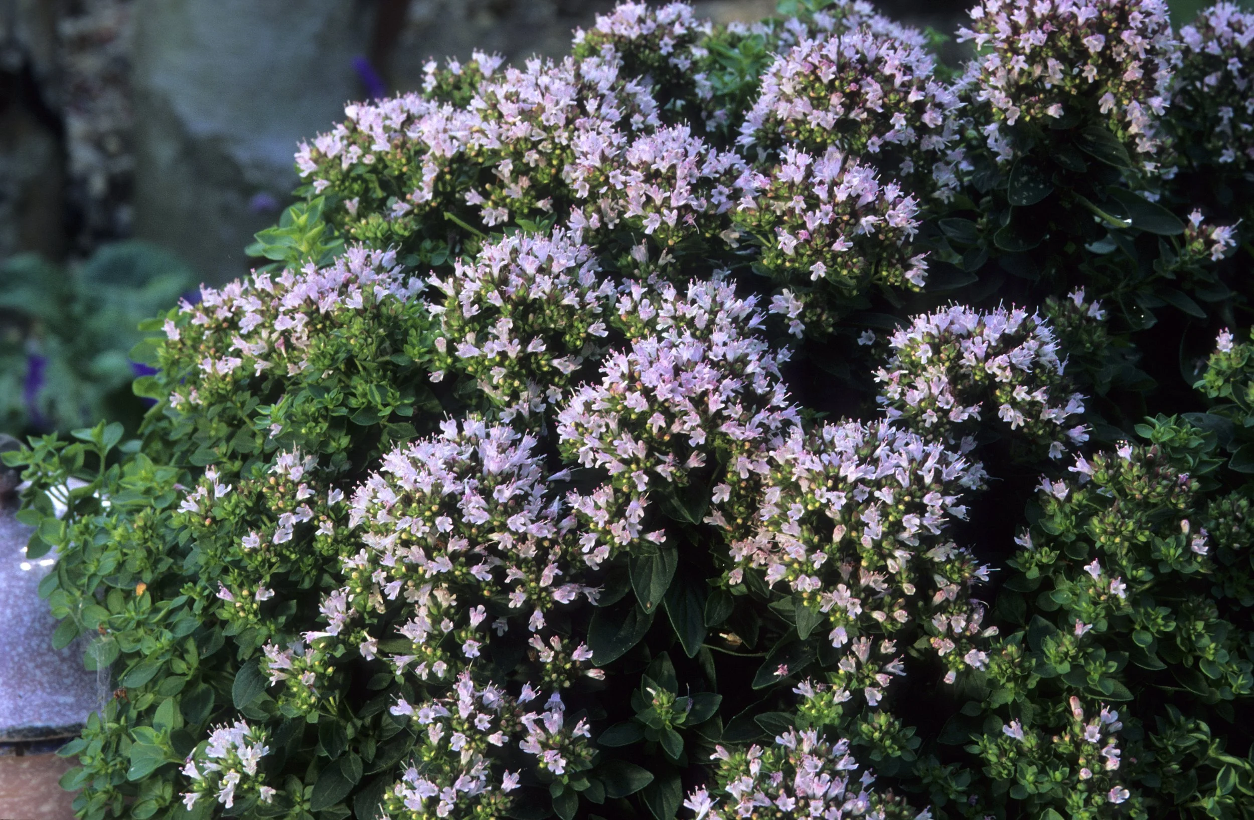 Origanum 'Rosenkuppel'