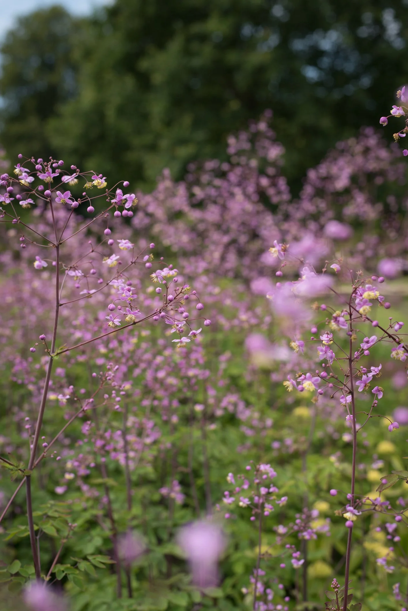 Thalictrum 'Splendide'