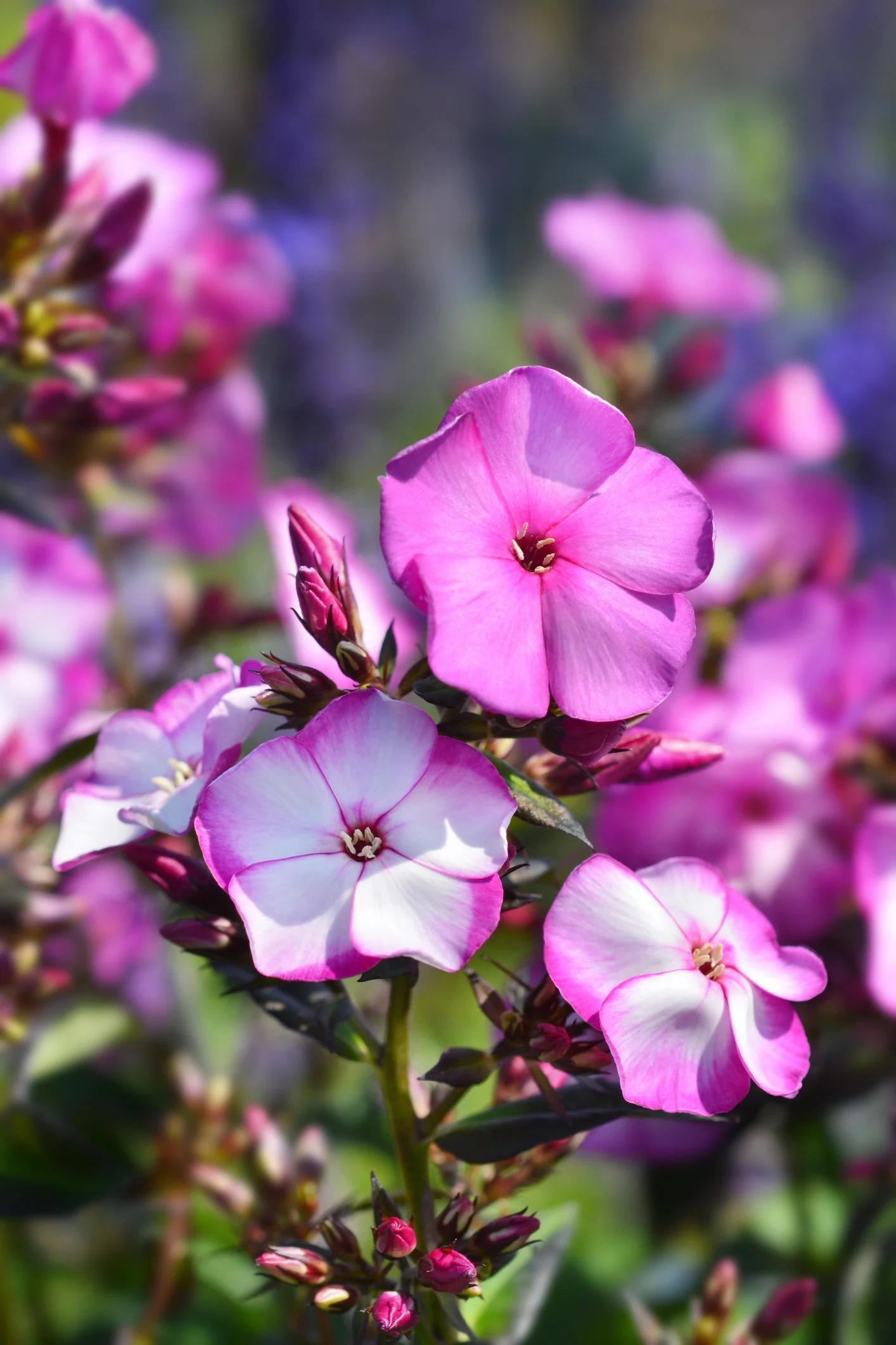 Phlox paniculata 'Bright Eyes'