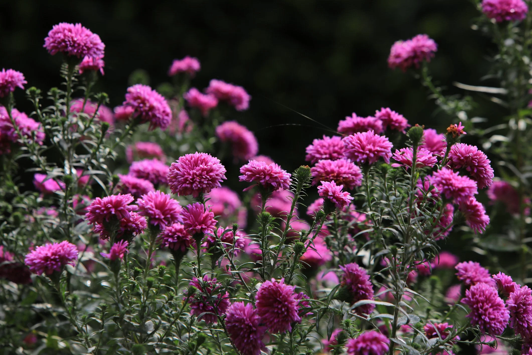 Symphyotrichum novi-belgii 'Fellowship'