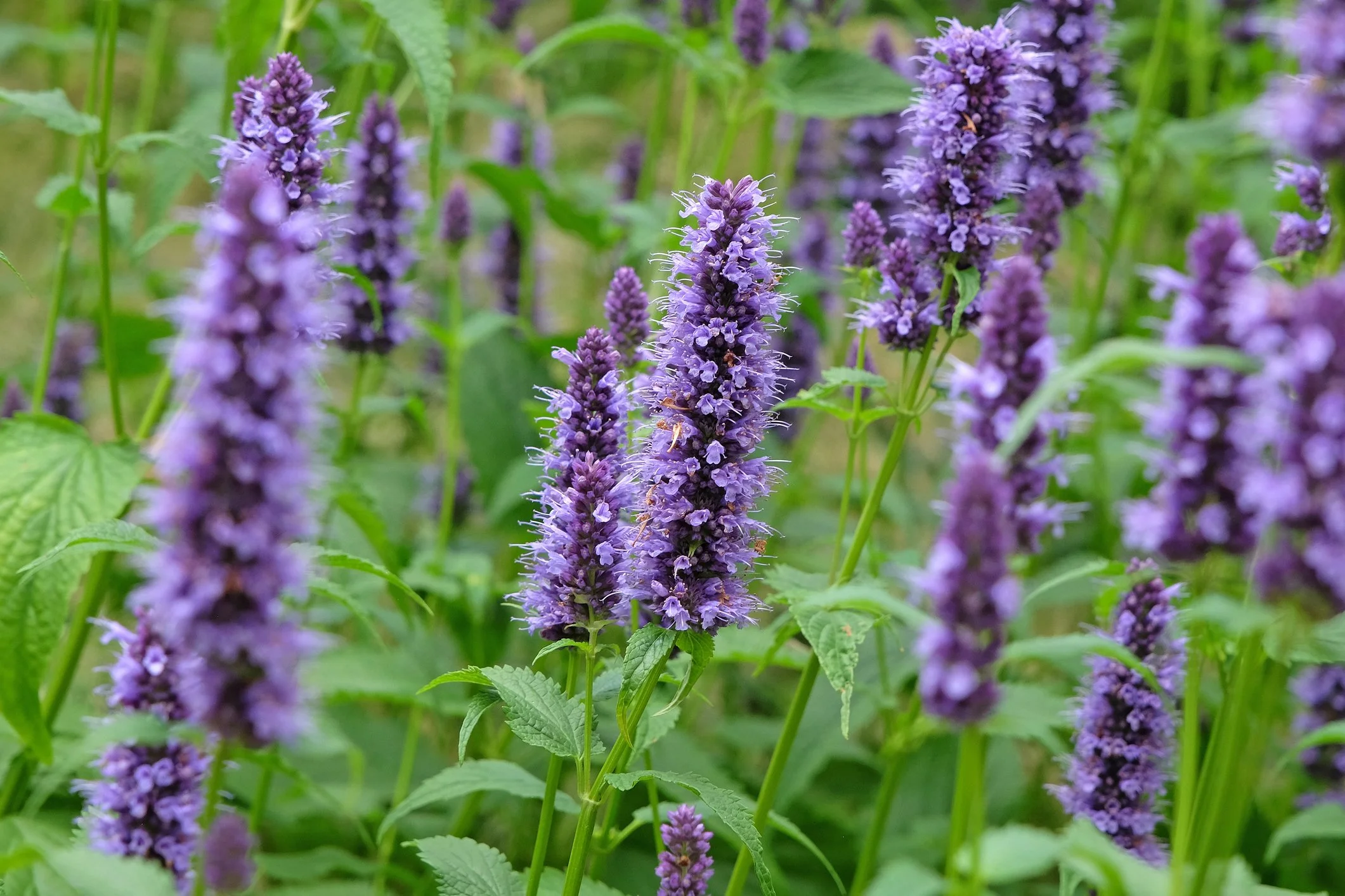 Agastache 'Blackadder'