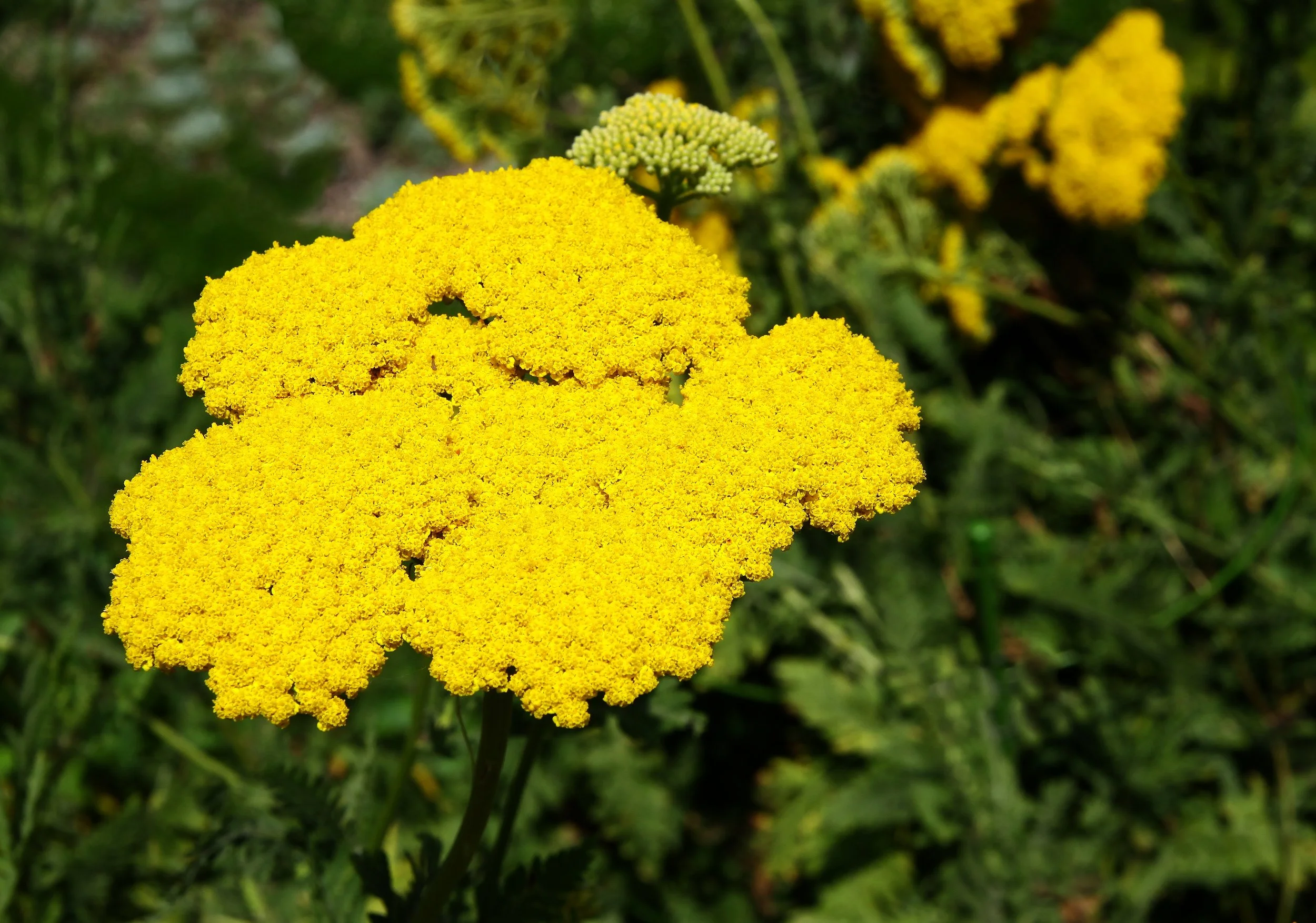 Achillea 'Coronation Gold'