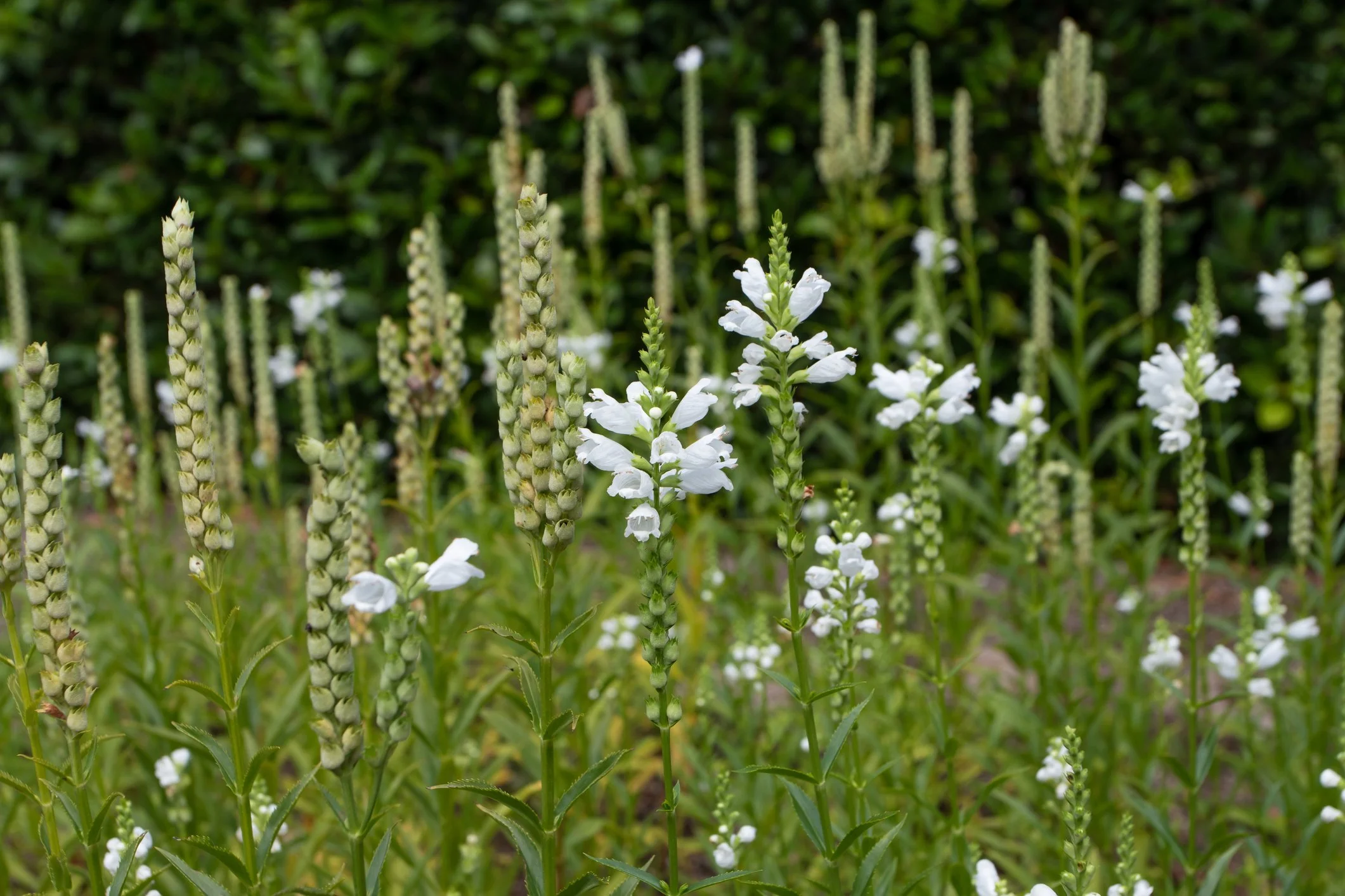 Physostegia virginiana 'Miss Manners'