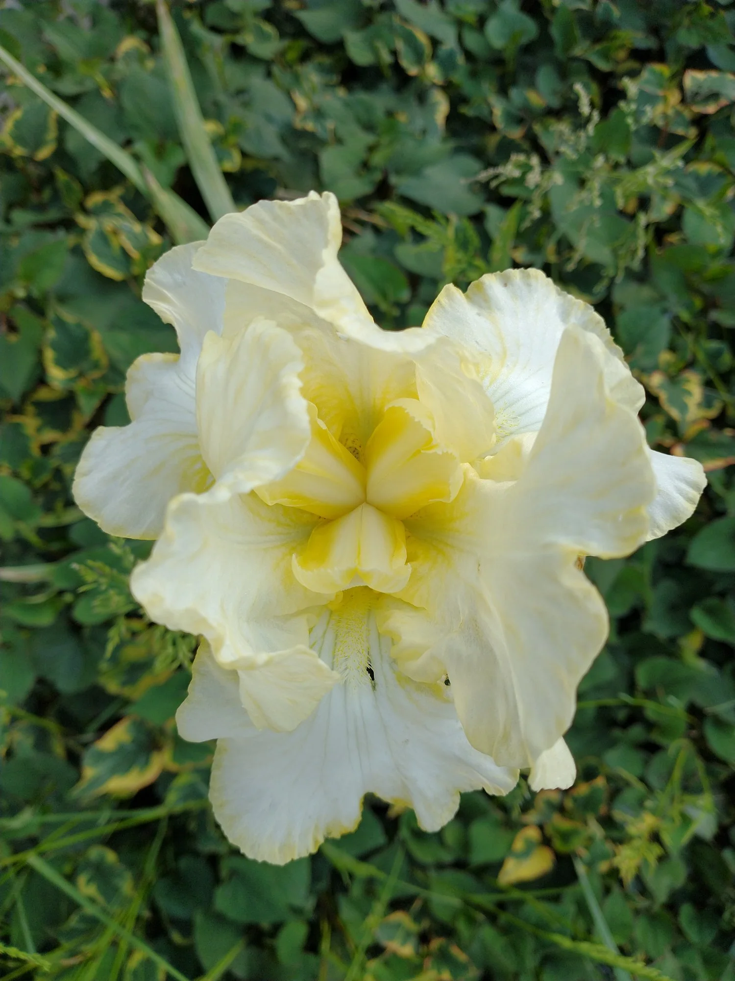 Iris 'Dreaming Yellow' (Sib)