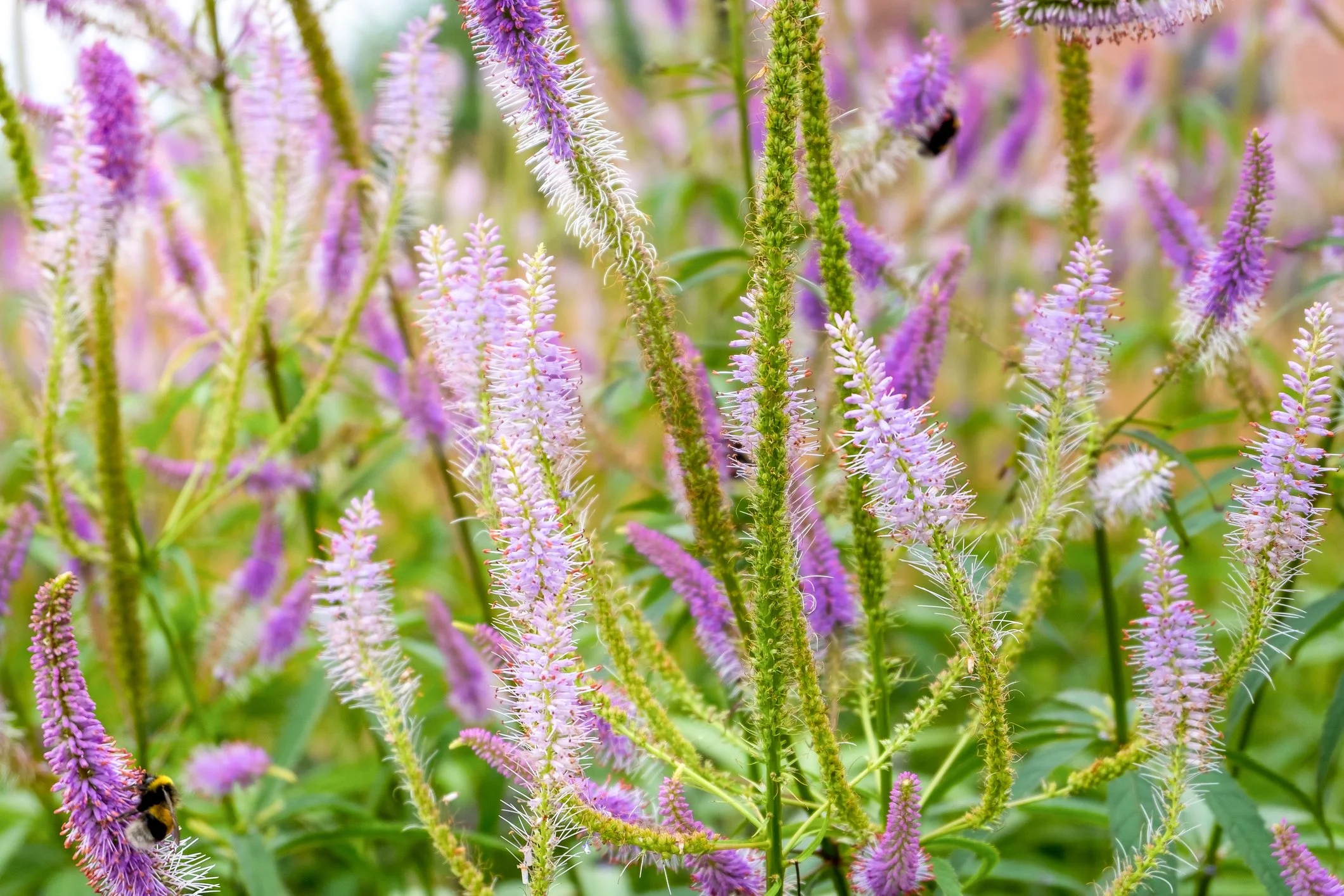 Veronicastrum virginicum f. roseum 'Pink Glow'