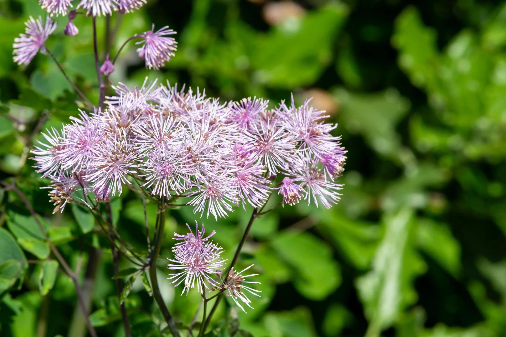 Thalictrum aquilegiifolium