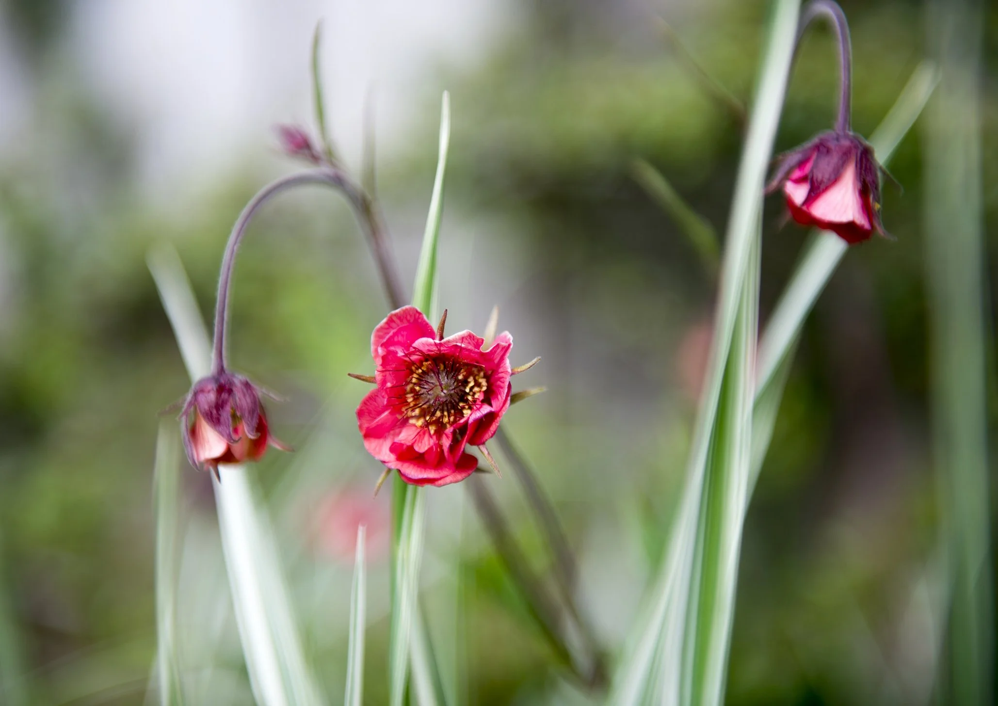 Geum rivale 'Leonard's Variety'