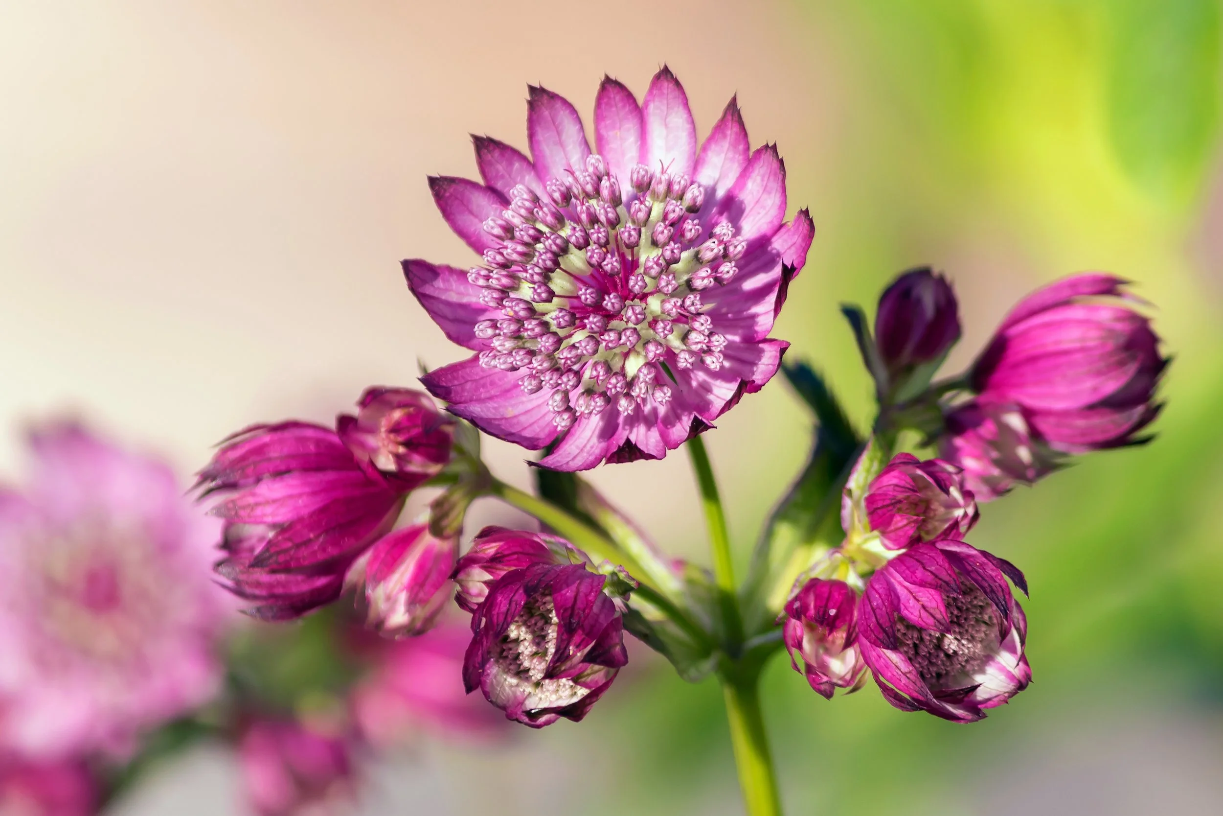 Astrantia major Gill Richardson Group