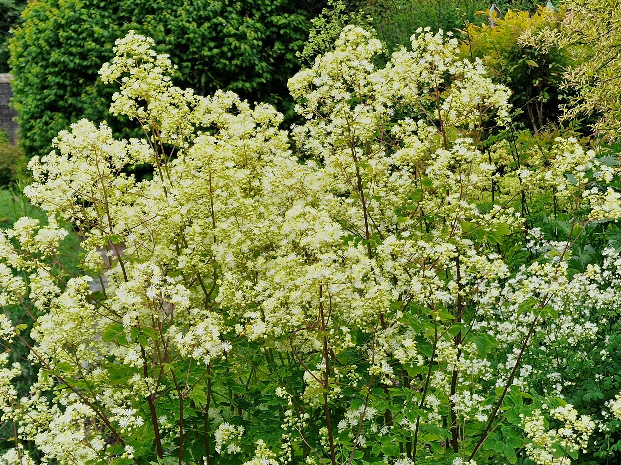Thalictrum aquilegiifolium 'Album'