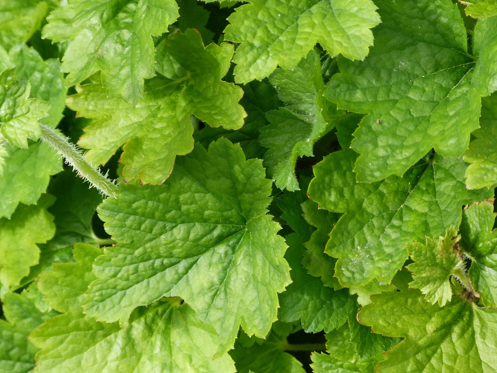 Heuchera villosa 'Autumn Bride'