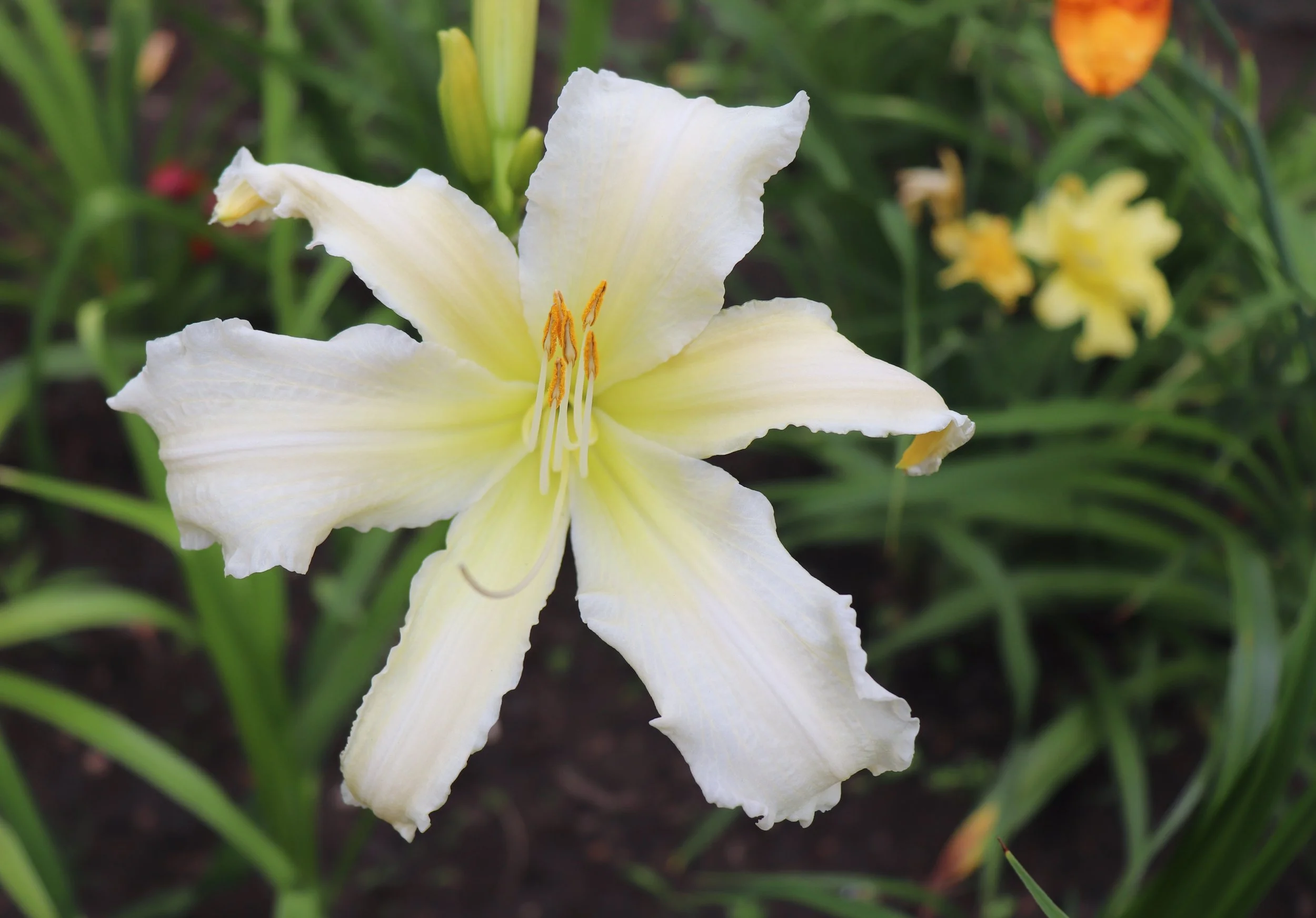 Hemerocallis 'Heavenly Ice'