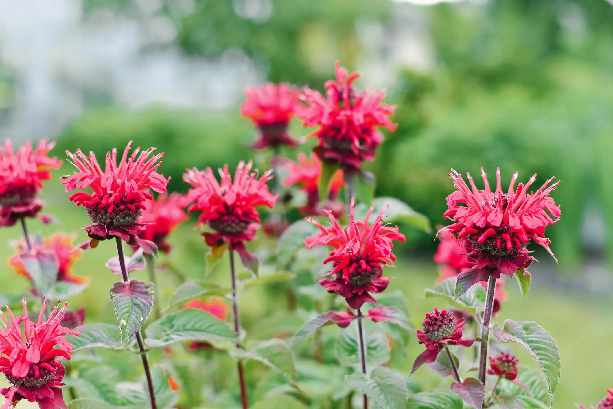 Monarda Kardinal