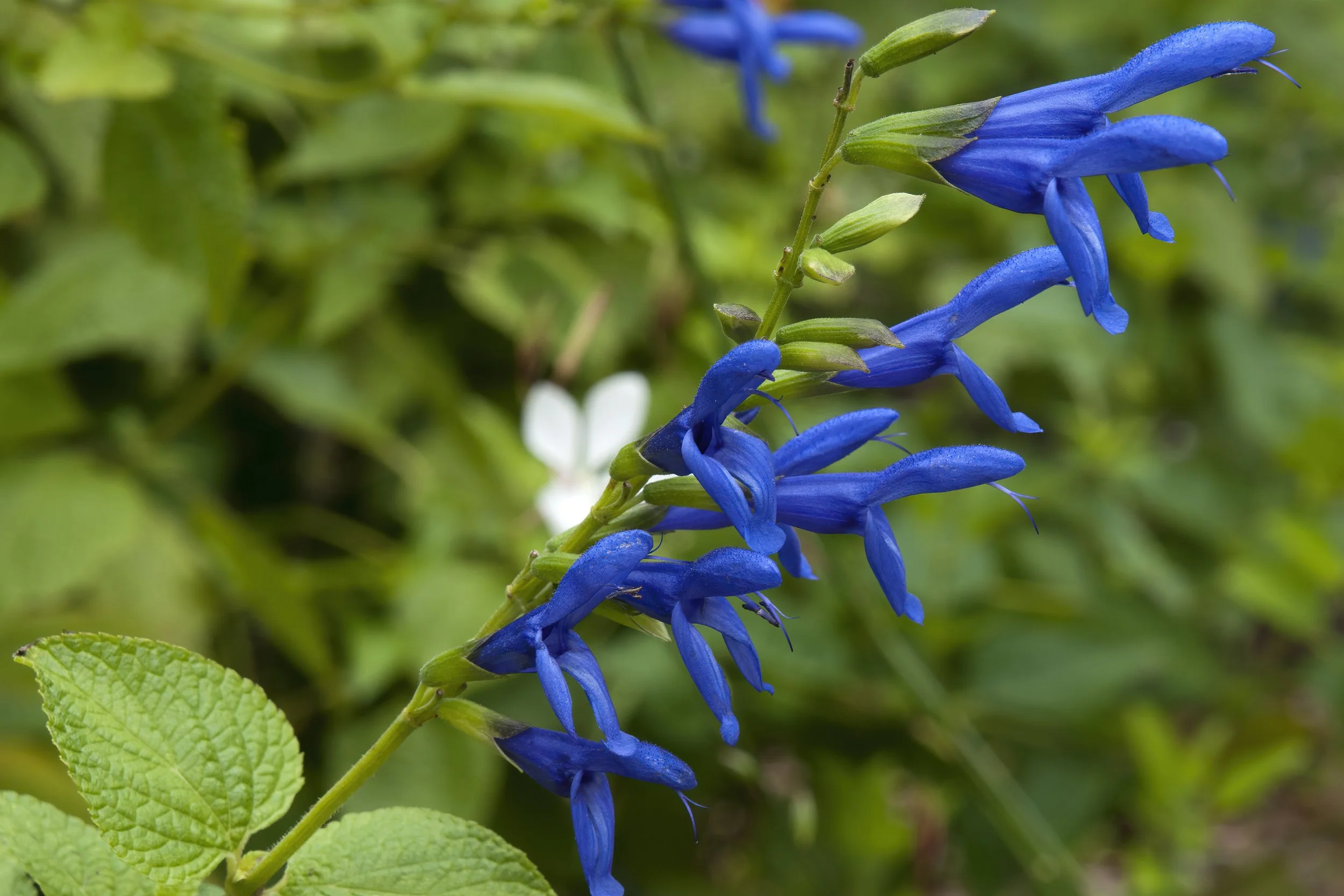 Salvia guaranitica 'Blue Enigma’