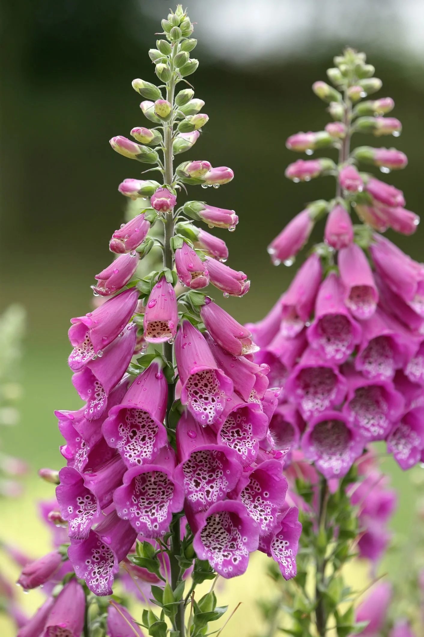 Digitalis purpurea