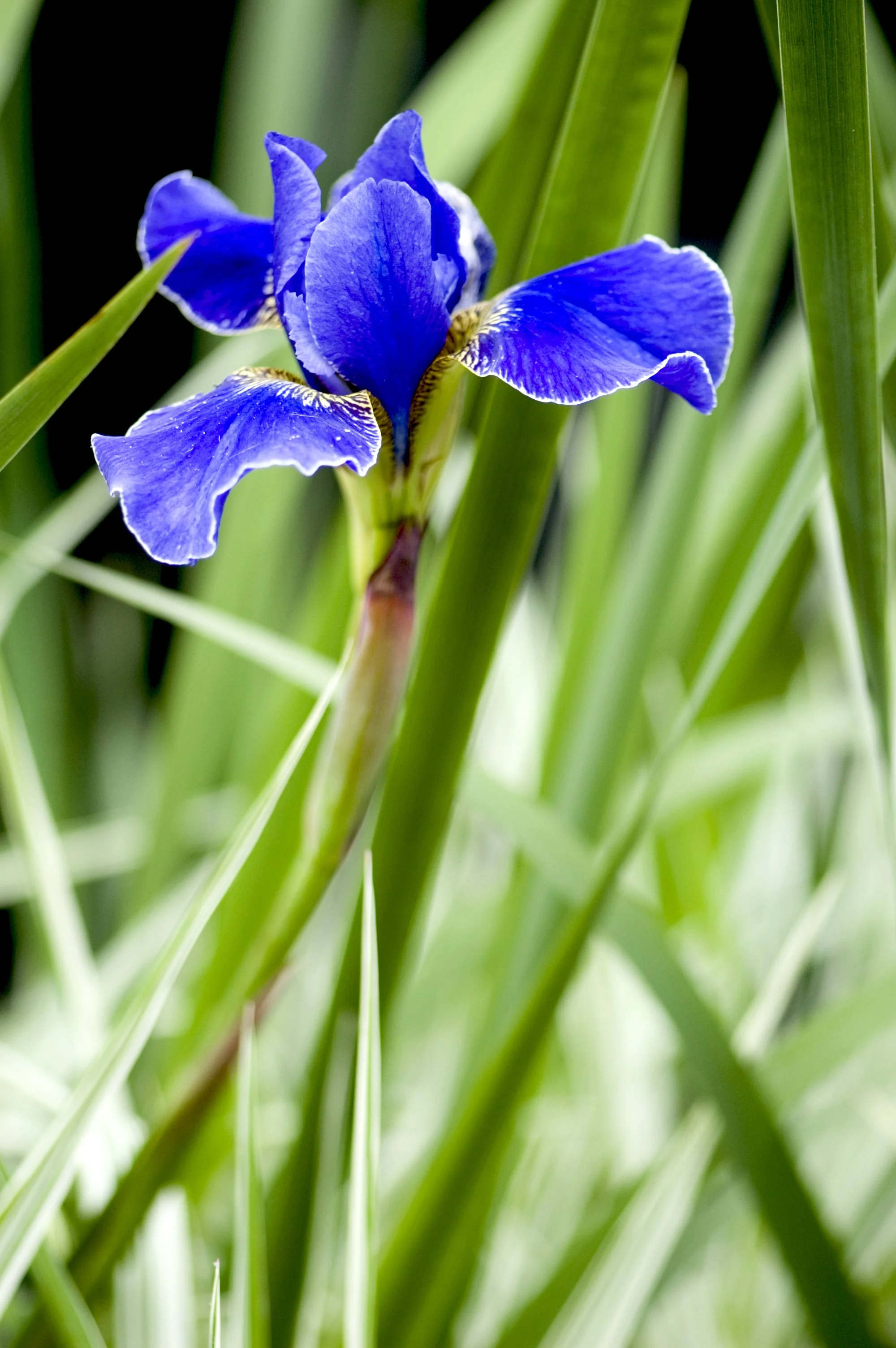 Iris sibirica 'Silver Edge’