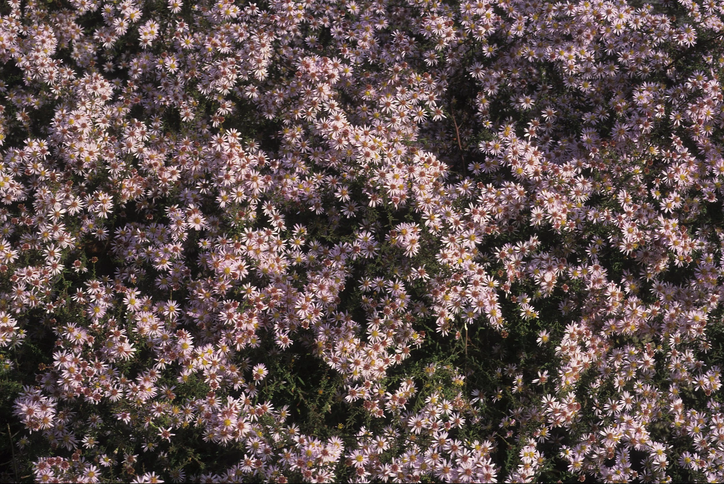 Symphyotrichum ericoides  'Pink Cloud’