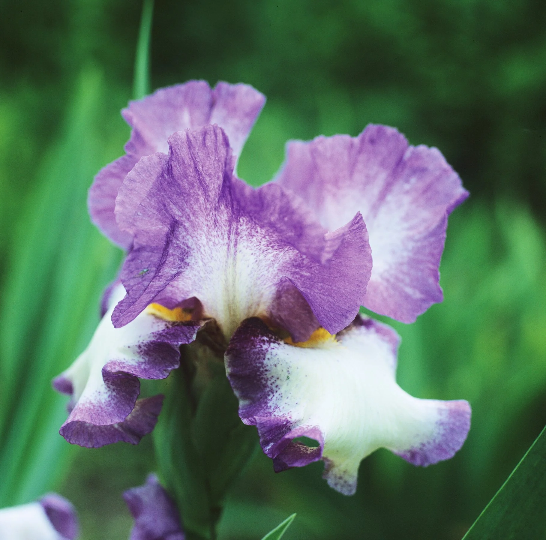 Iris Benton 'Lorna’