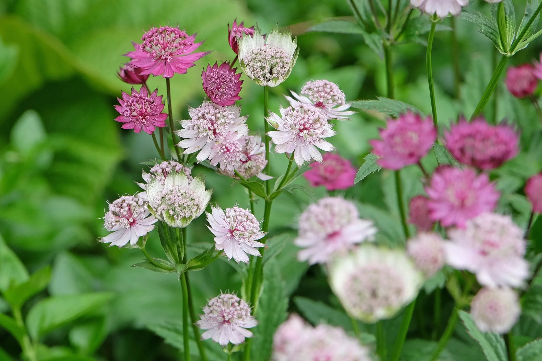 Astrantia major 'Buckland’