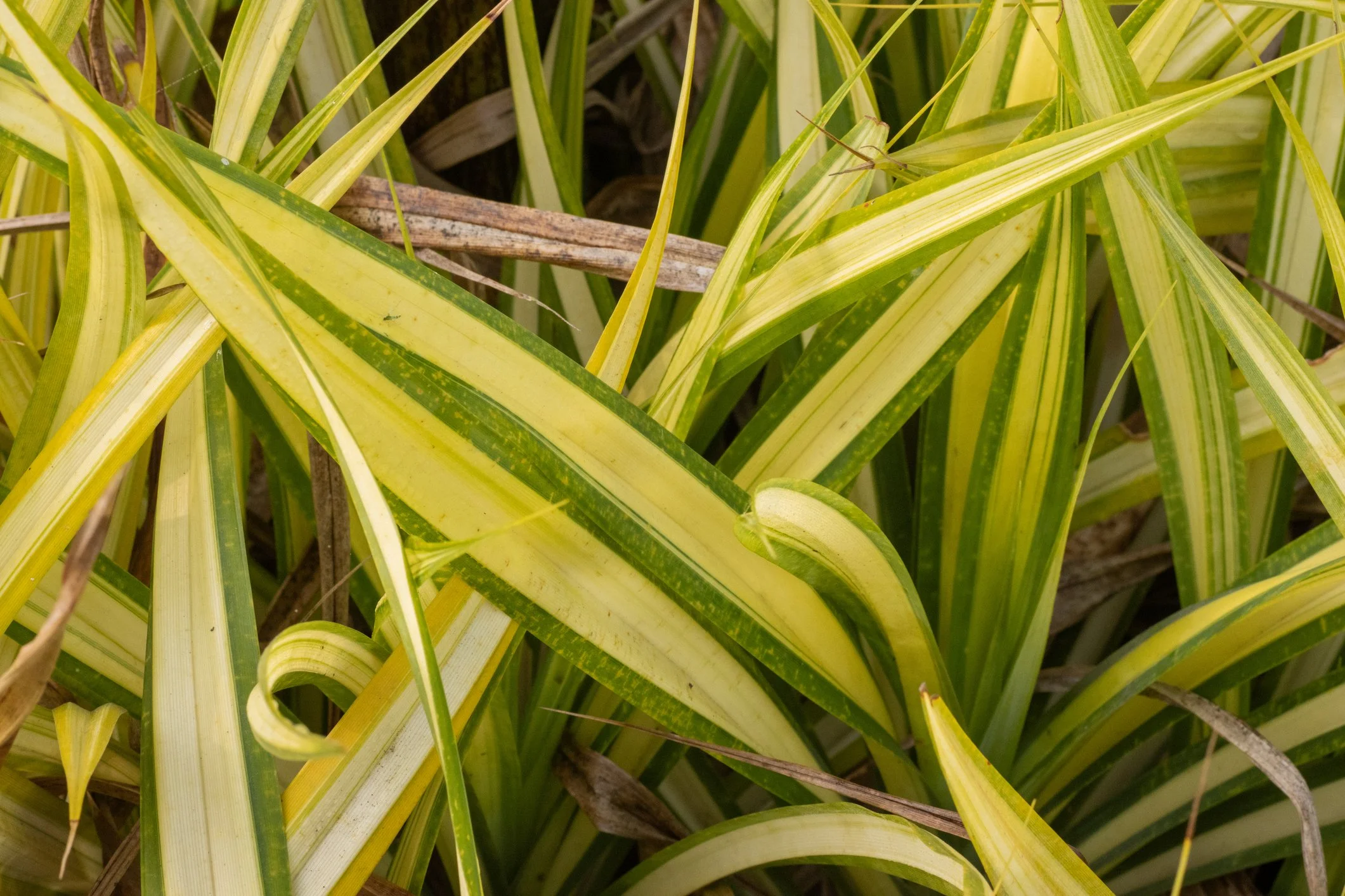 Phormium cookianum subsp. hookeri 'Cream Delight'