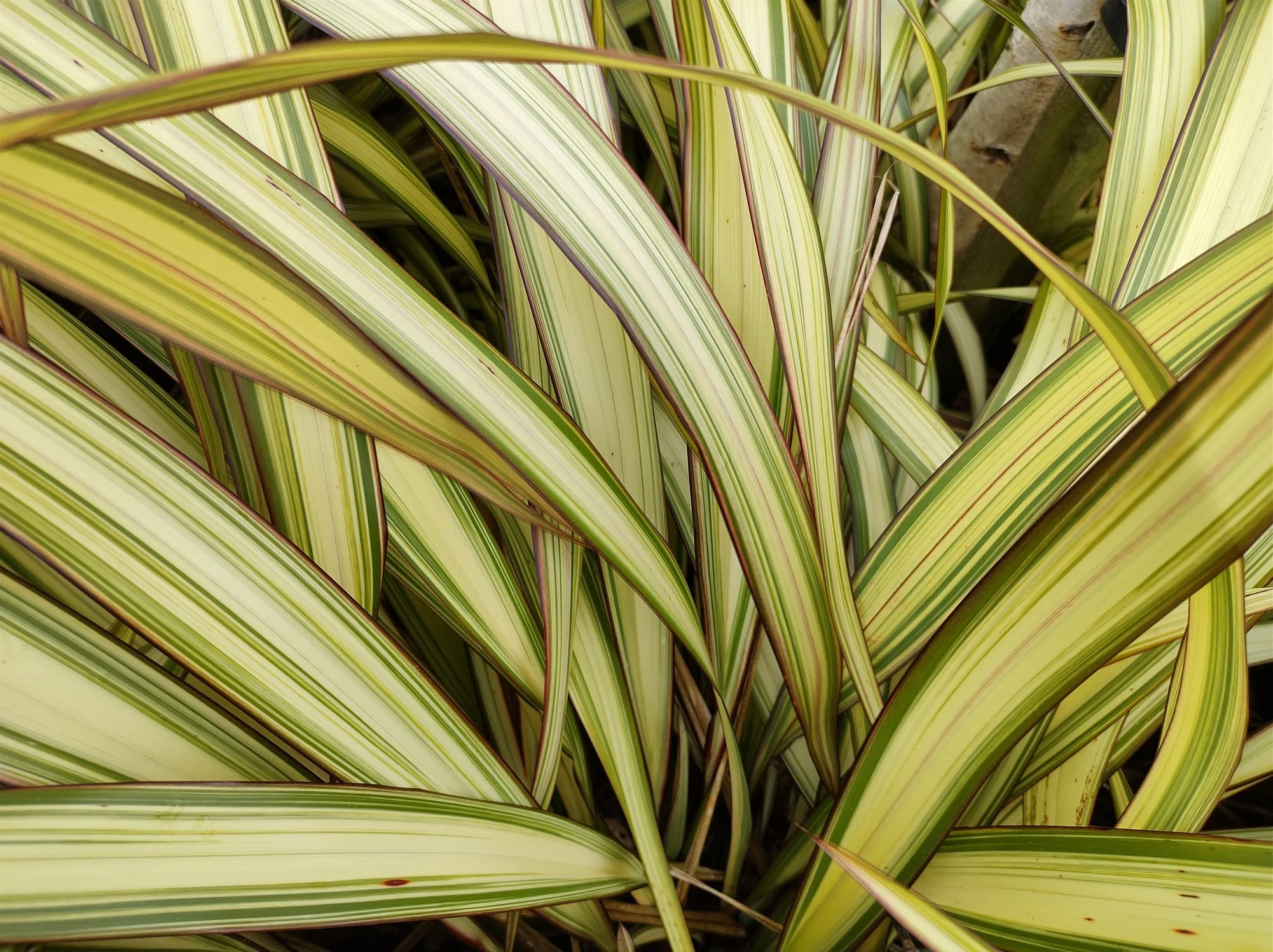 Phormium 'Yellow Wave'