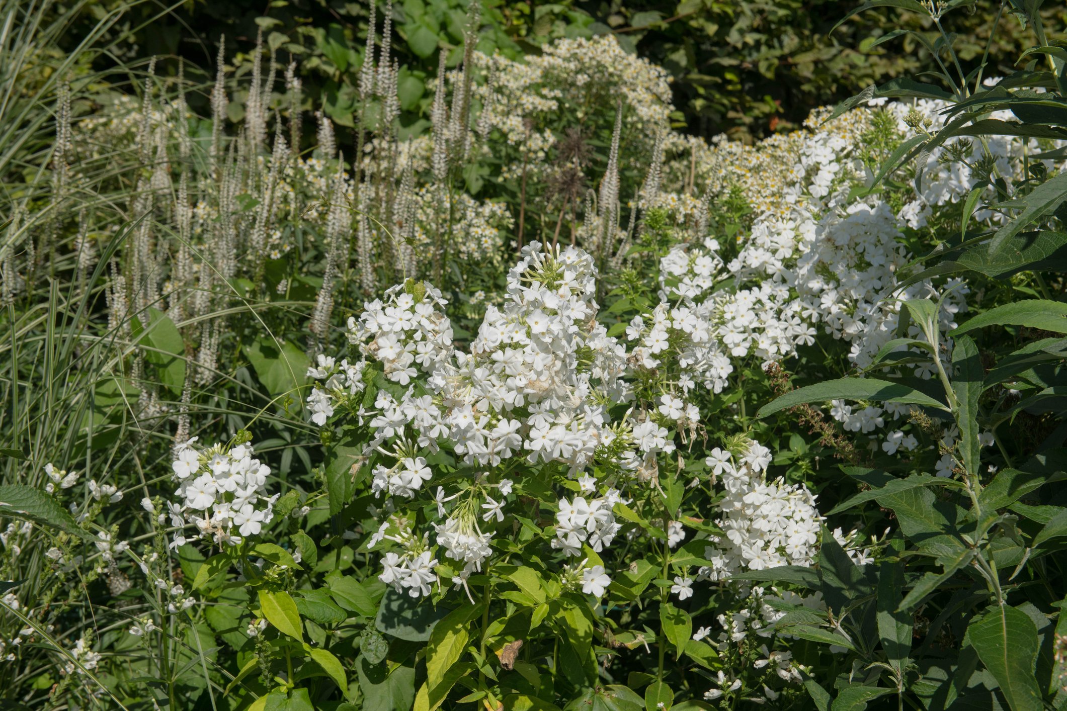 Phlox paniculata 'Mount Fuji'