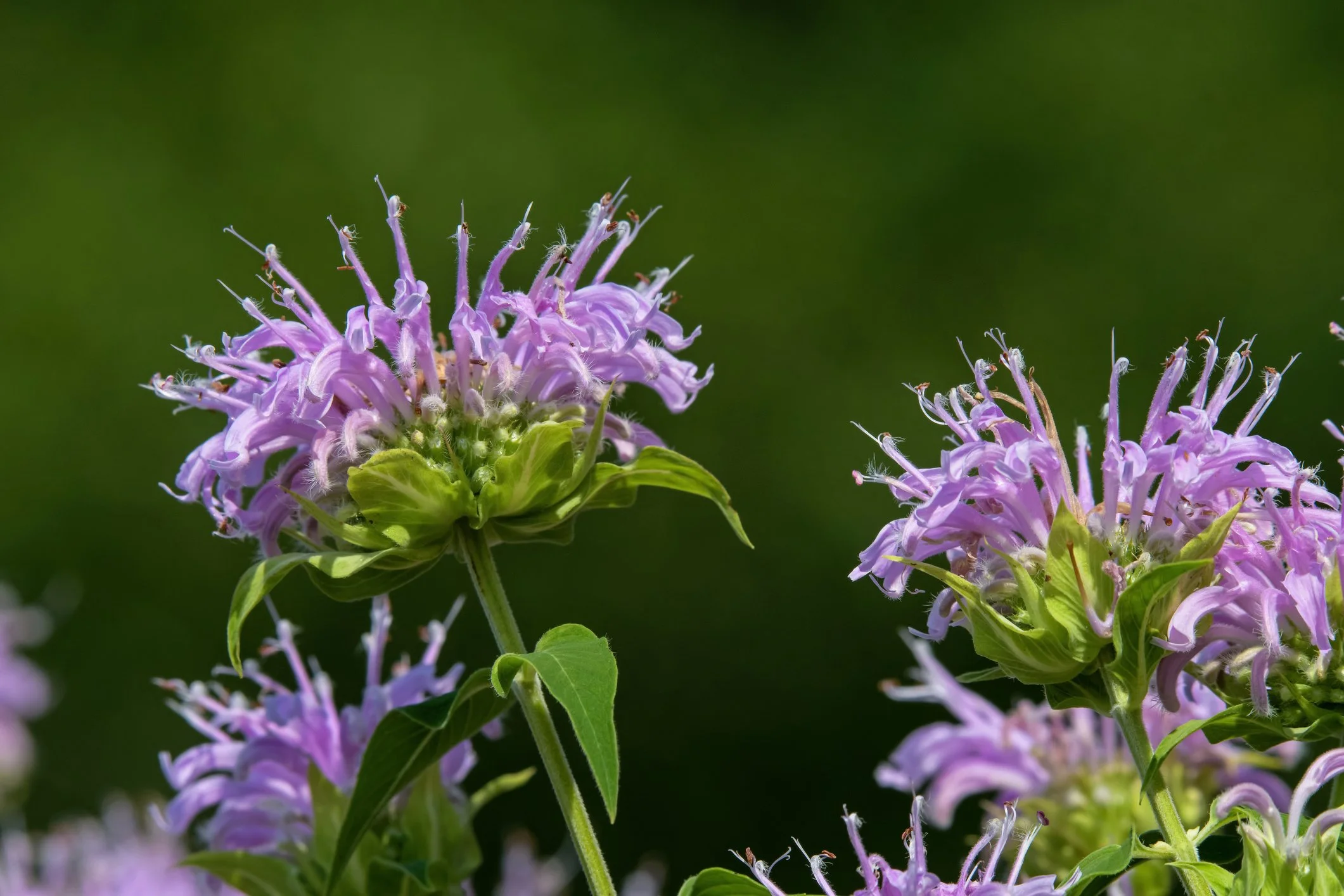 Monarda bradburyana
