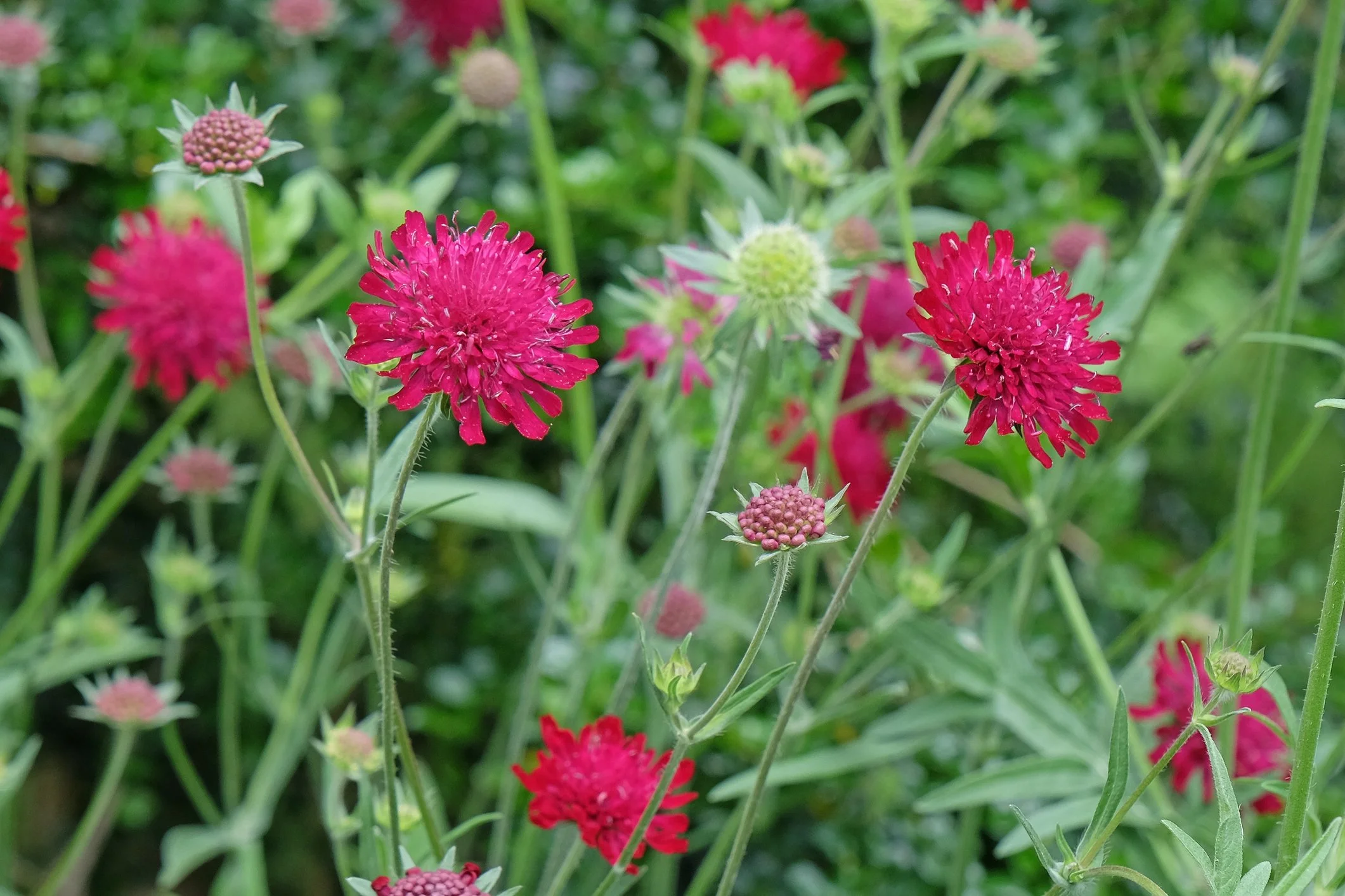Knautia macedonica