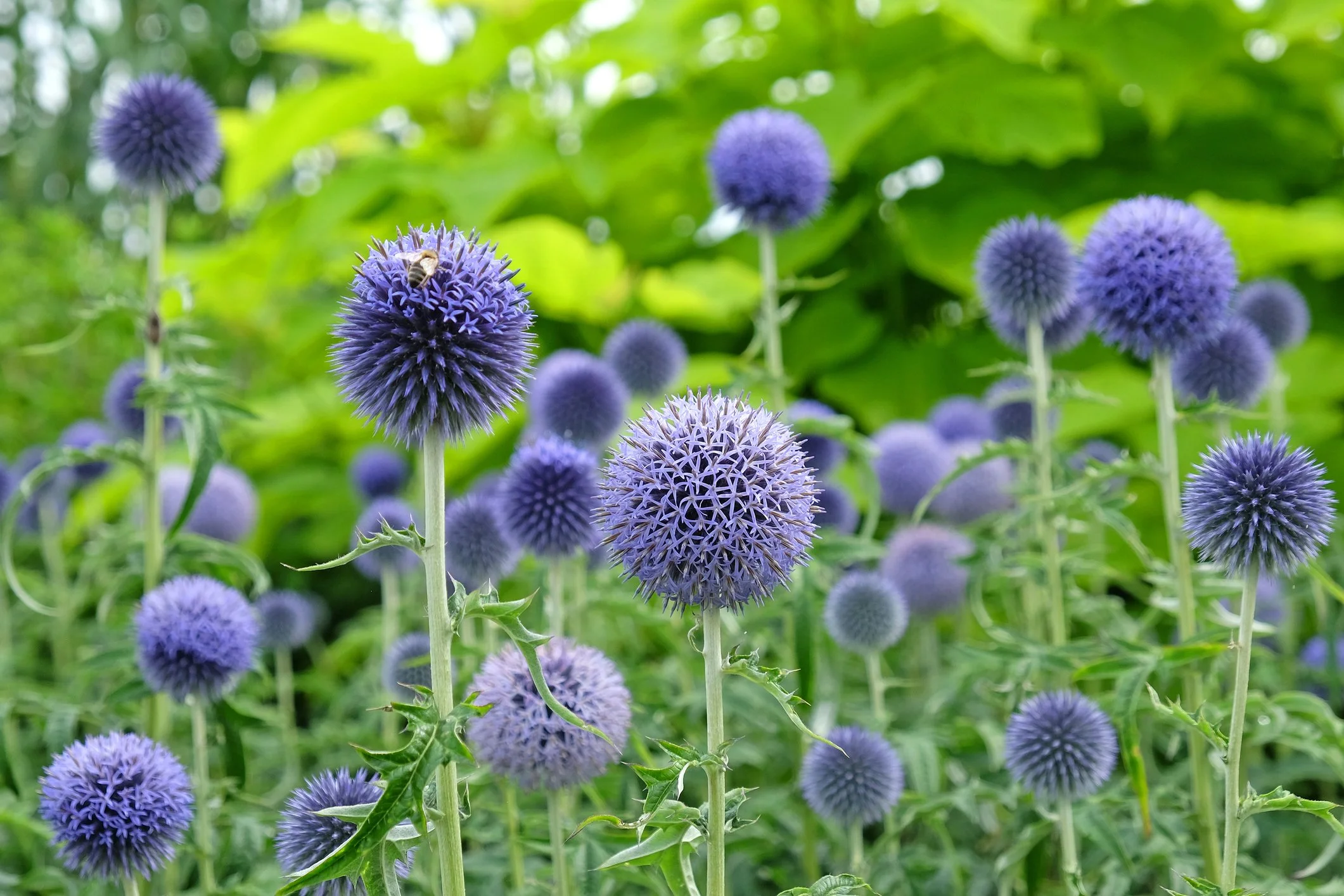 Echinops bannaticus 'Blue Globe'