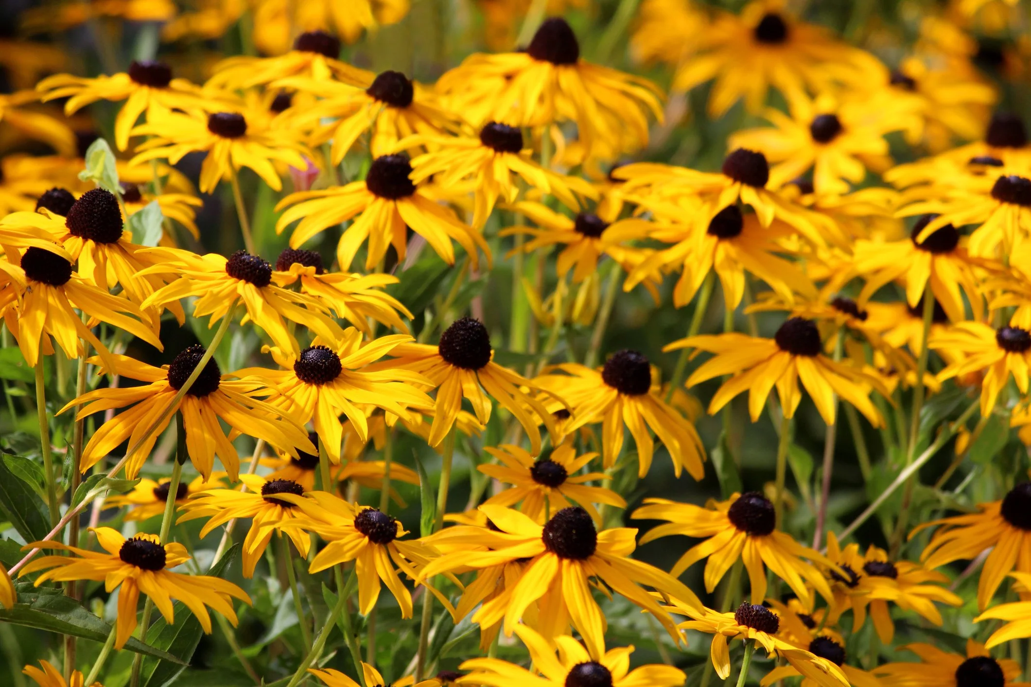 Rudbeckia fulgida var. sullivantii 'Goldsturm'
