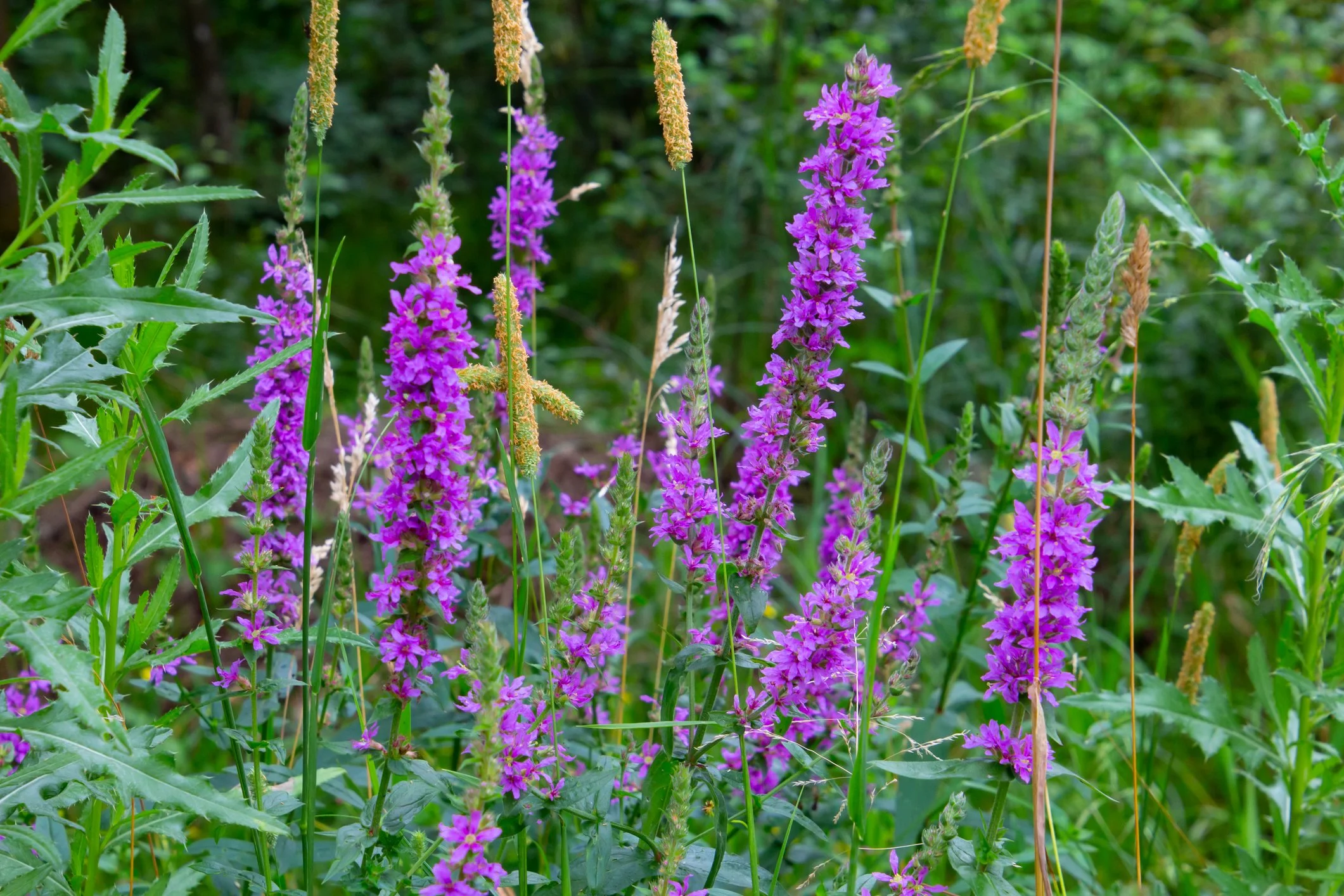 Lythrum salicaria 'Robert'