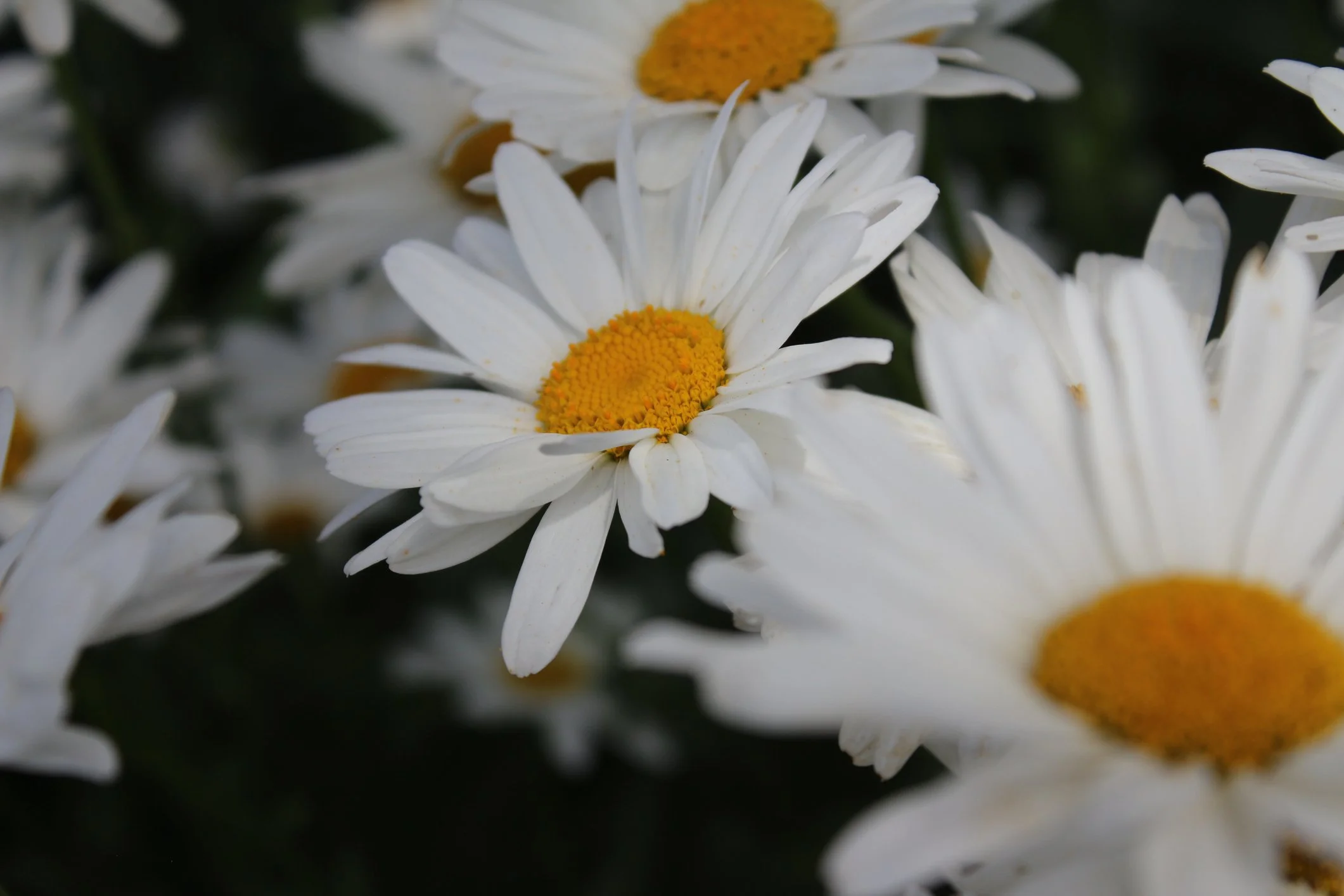 Leucanthemum × superbum 'Madonna'