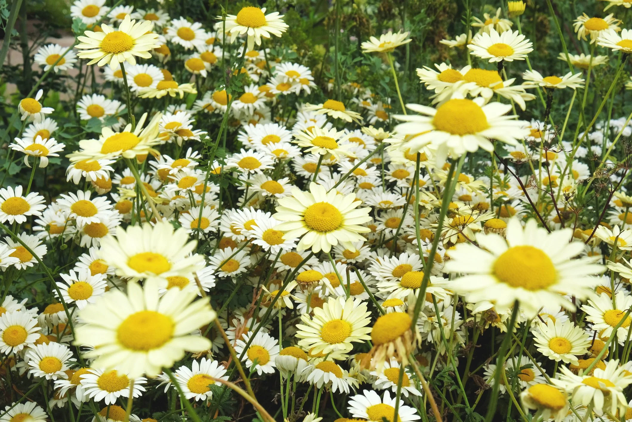 Anthemis tinctoria 'E.C. Buxton'