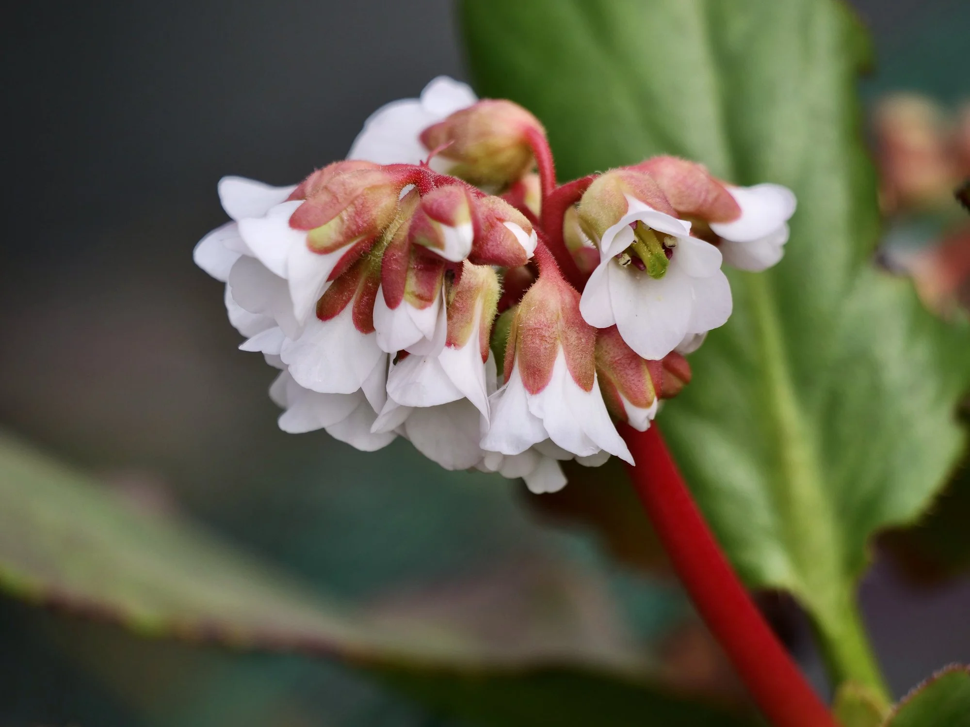 Bergenia 'Harzkristall'