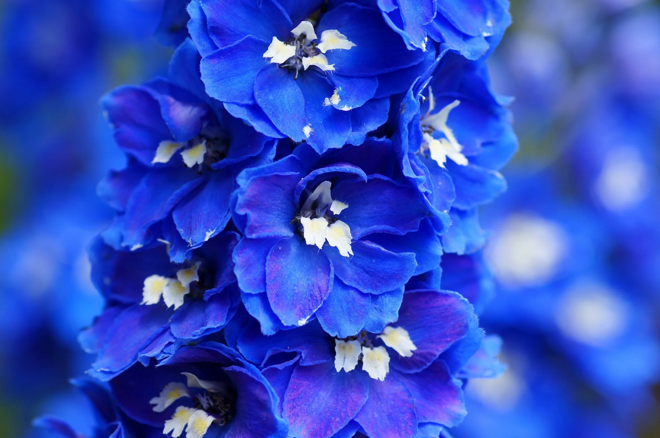 Delphinium 'Dark Blue White Bee'
