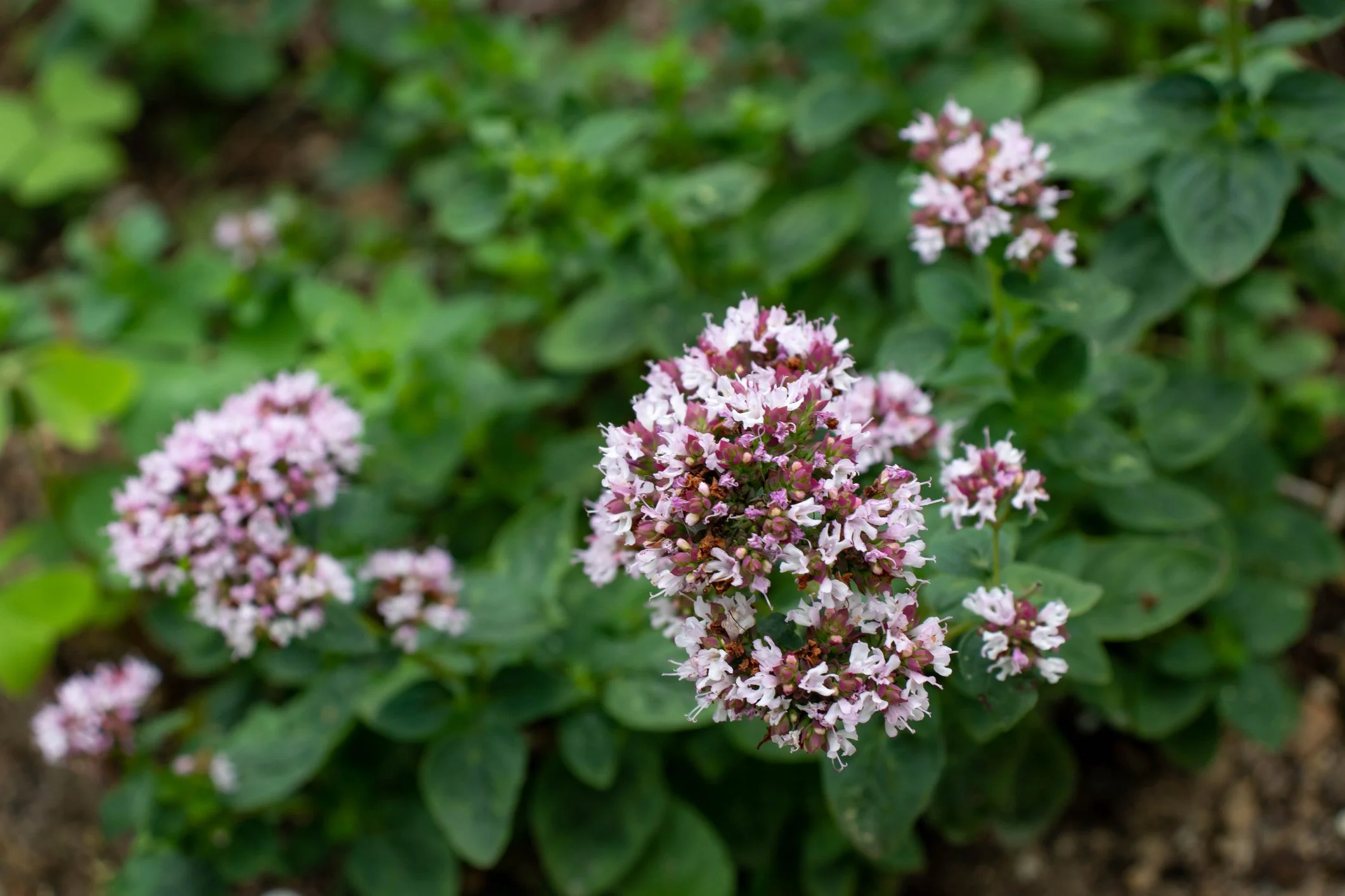 Origanum vulgare 'Aureum'