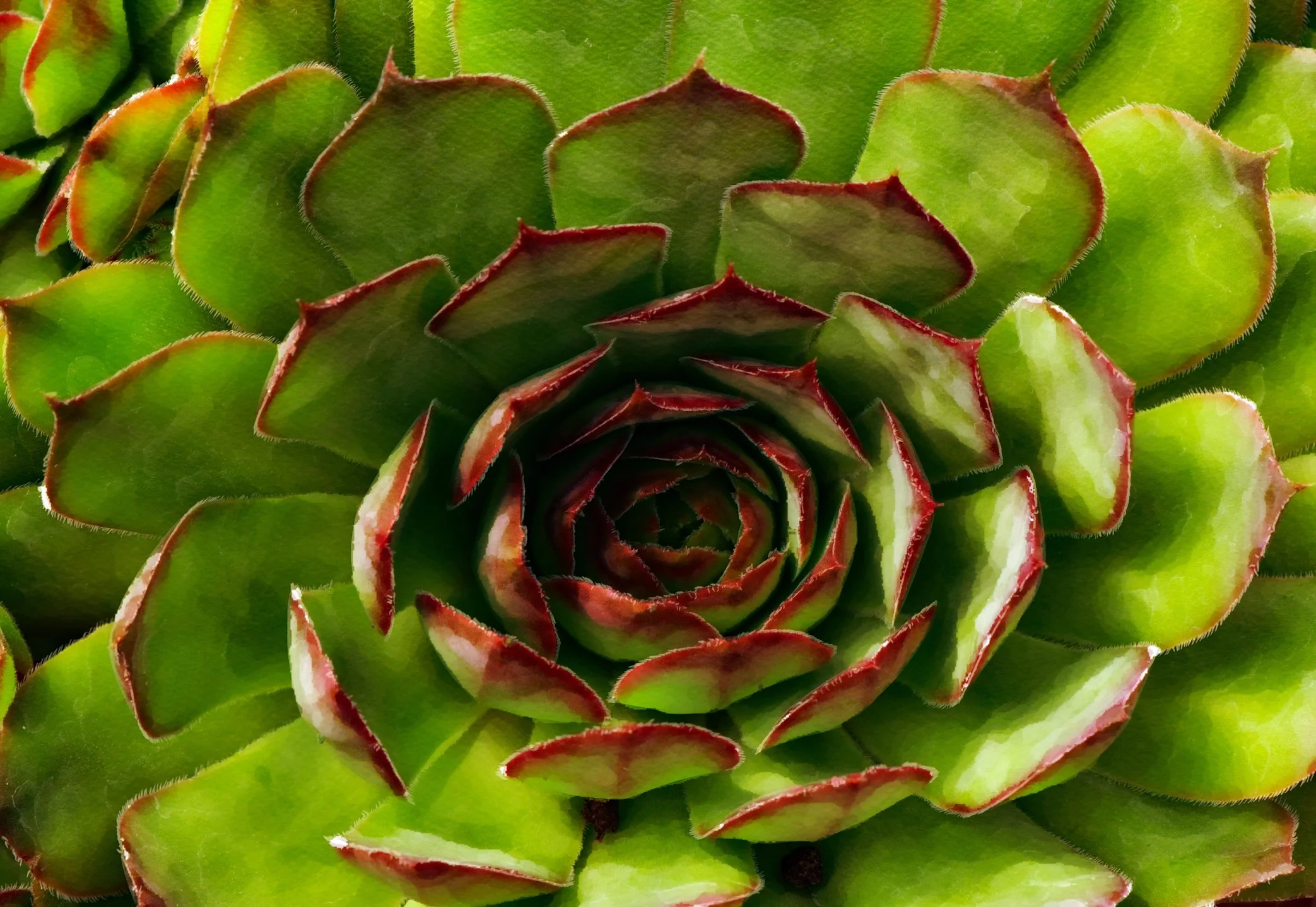 Sempervivum supersemps ‘Emerald’