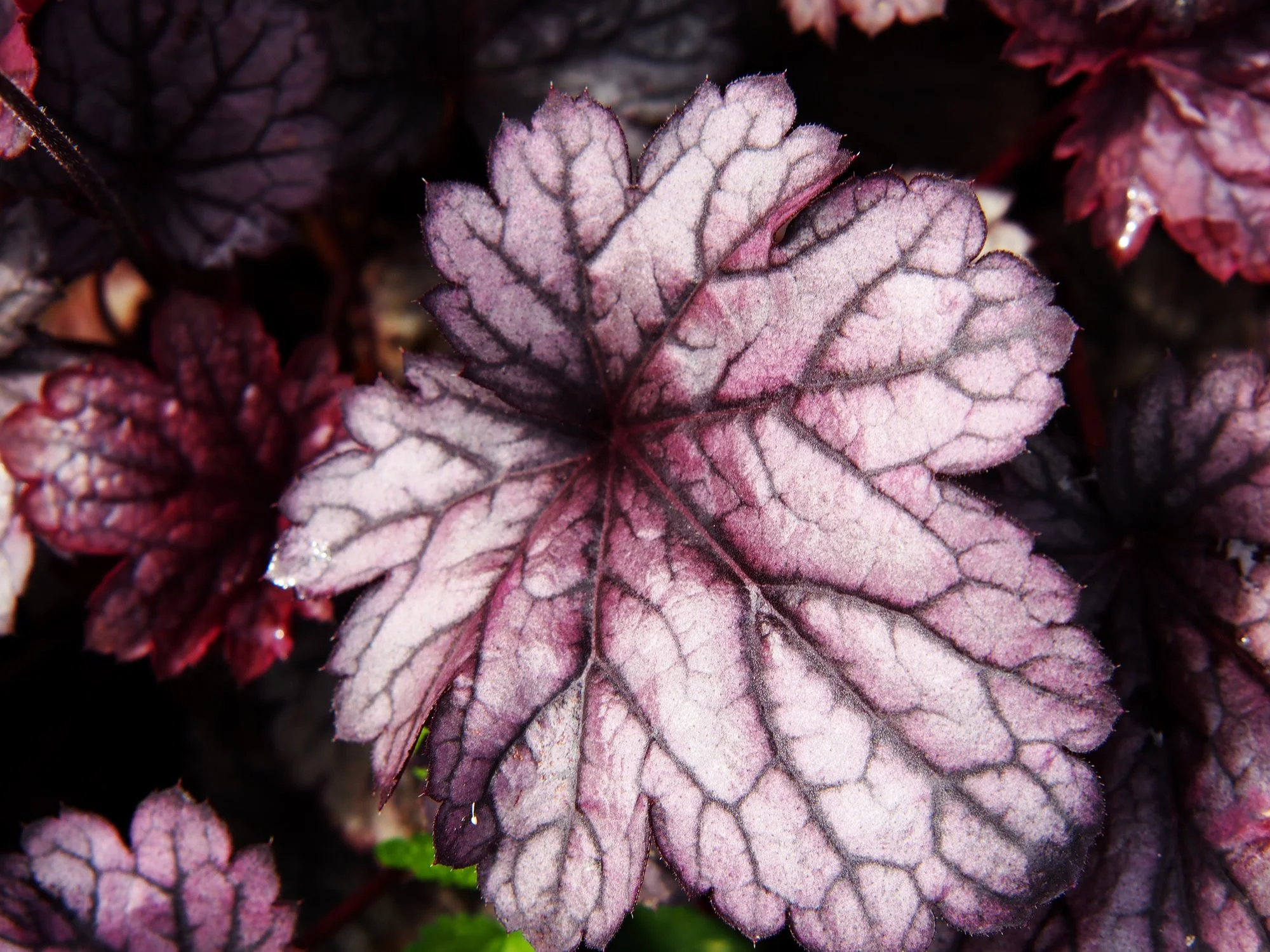 Huechera Grande ‘Amethyst’
