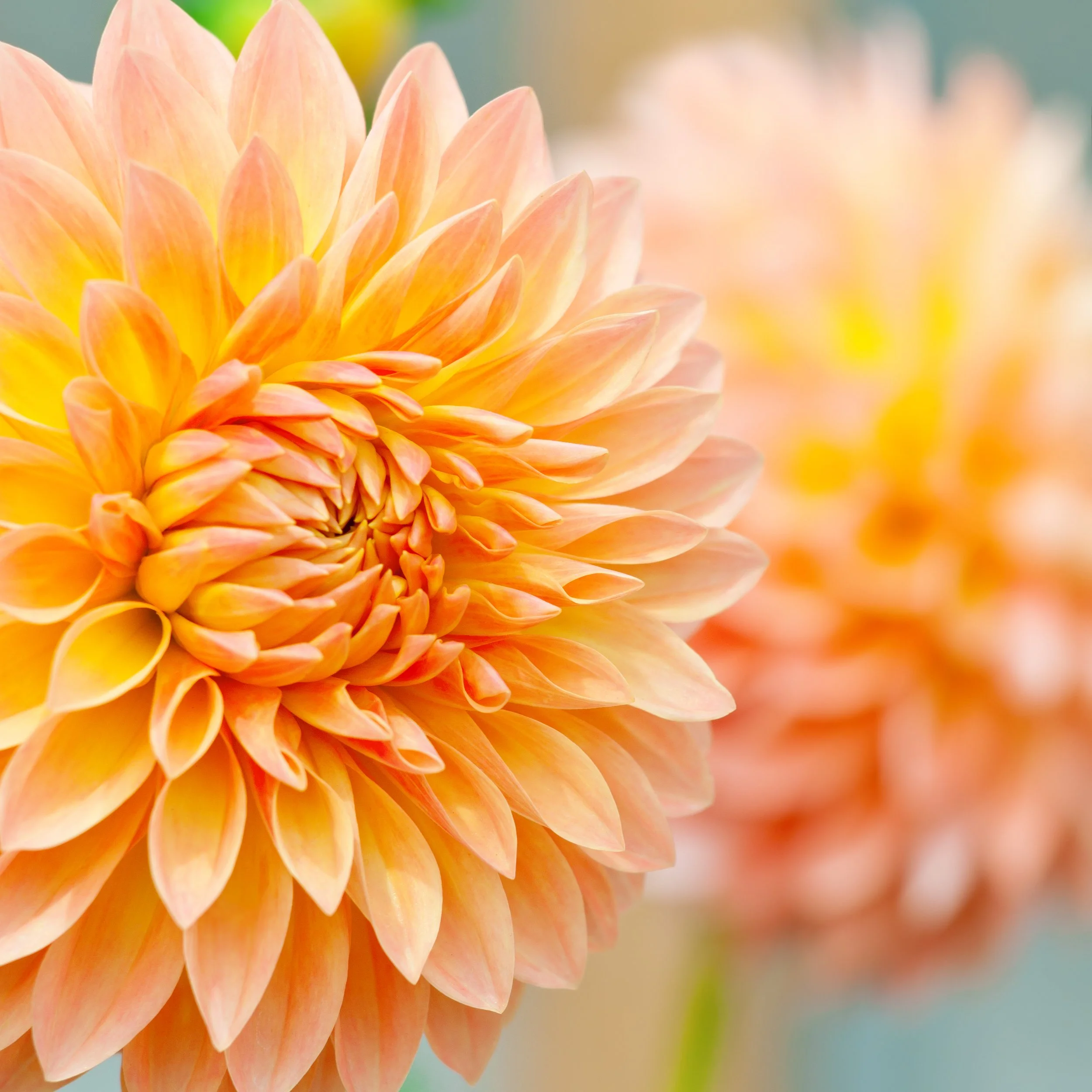 Dahlia ‘Sincerity Peach’