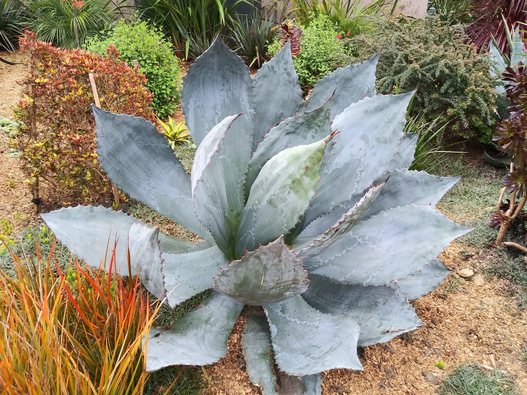 Agave 'Silver Fox'