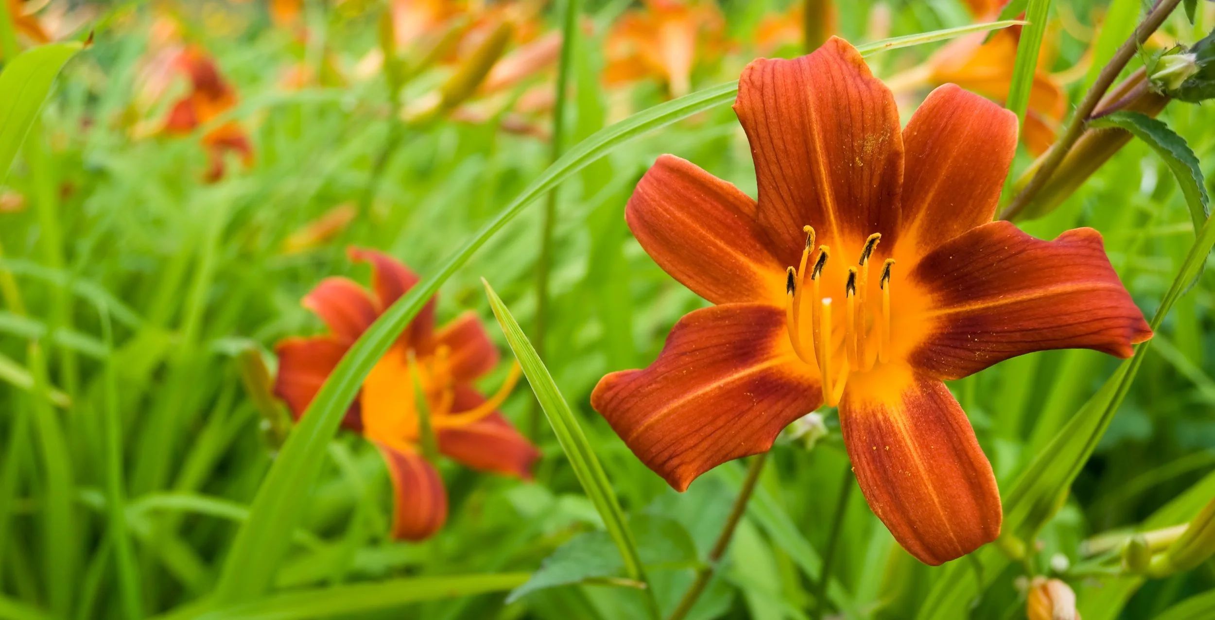 Hemerocallis ‘Campfire Embers’